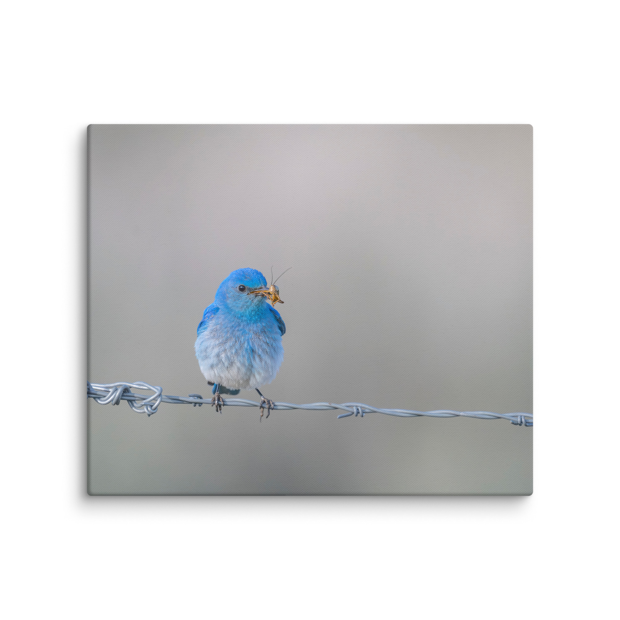 Mountain Blue Bird! Canvas - Image 12
