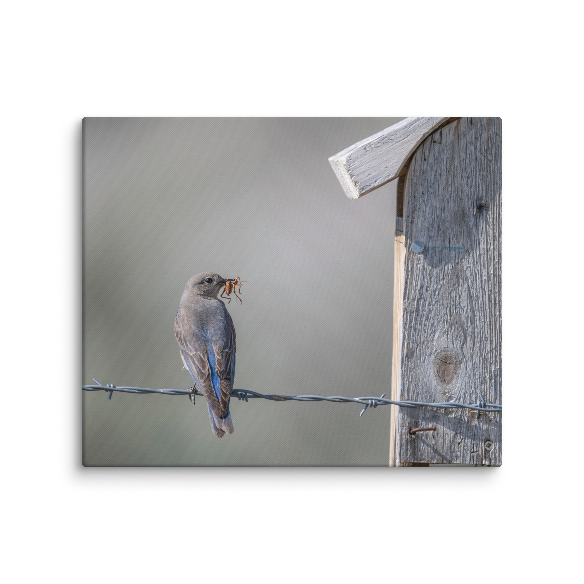 Mama Mountain bluebird with food! Canvas - Image 12