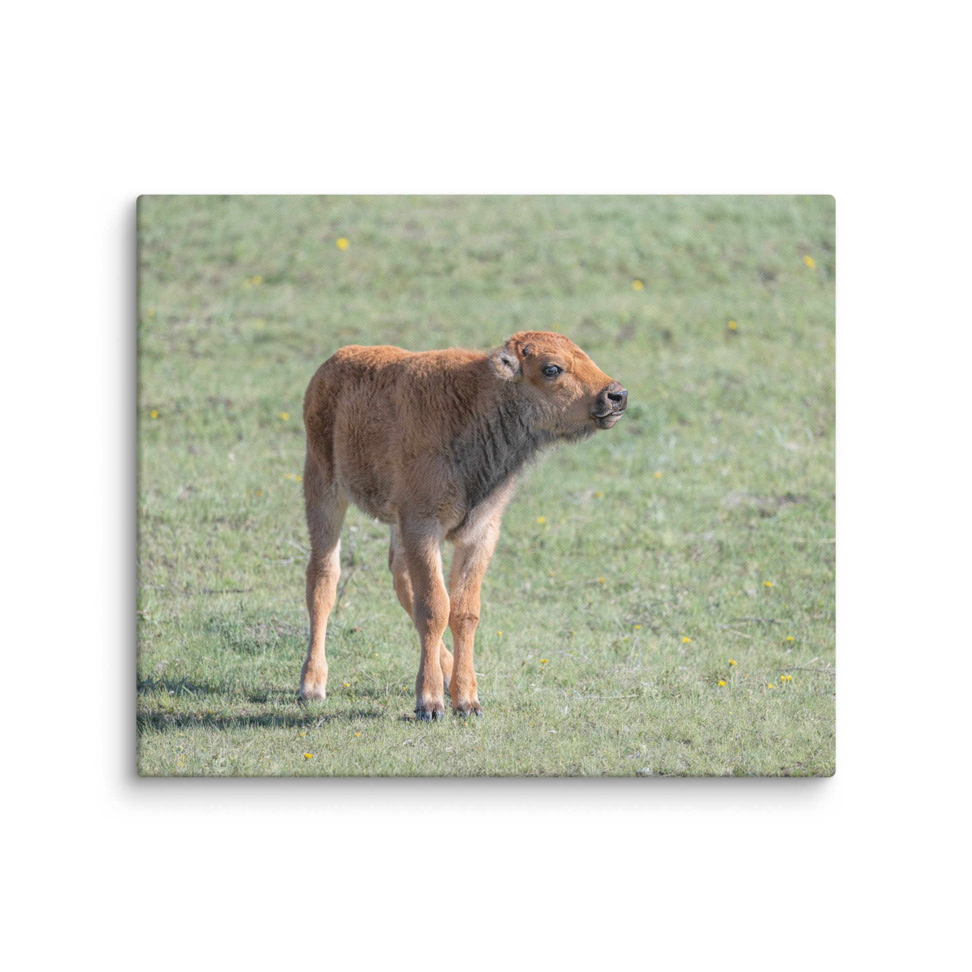 Baby Bison! Canvas - Image 10