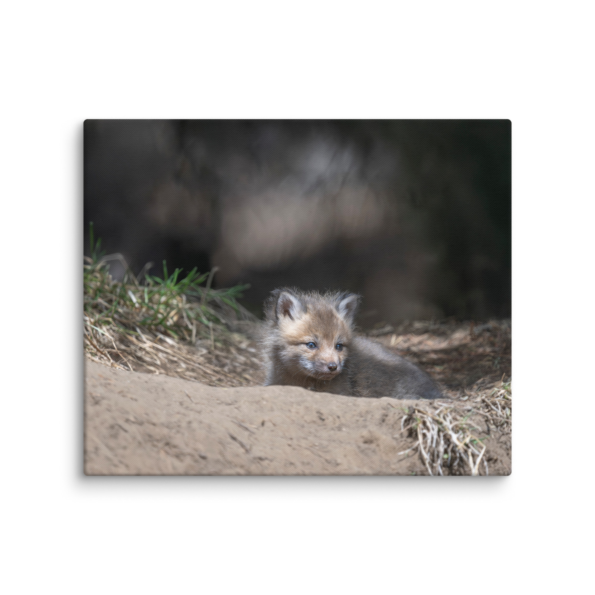 Baby Red fox waiting for Mom! Canvas - Image 12