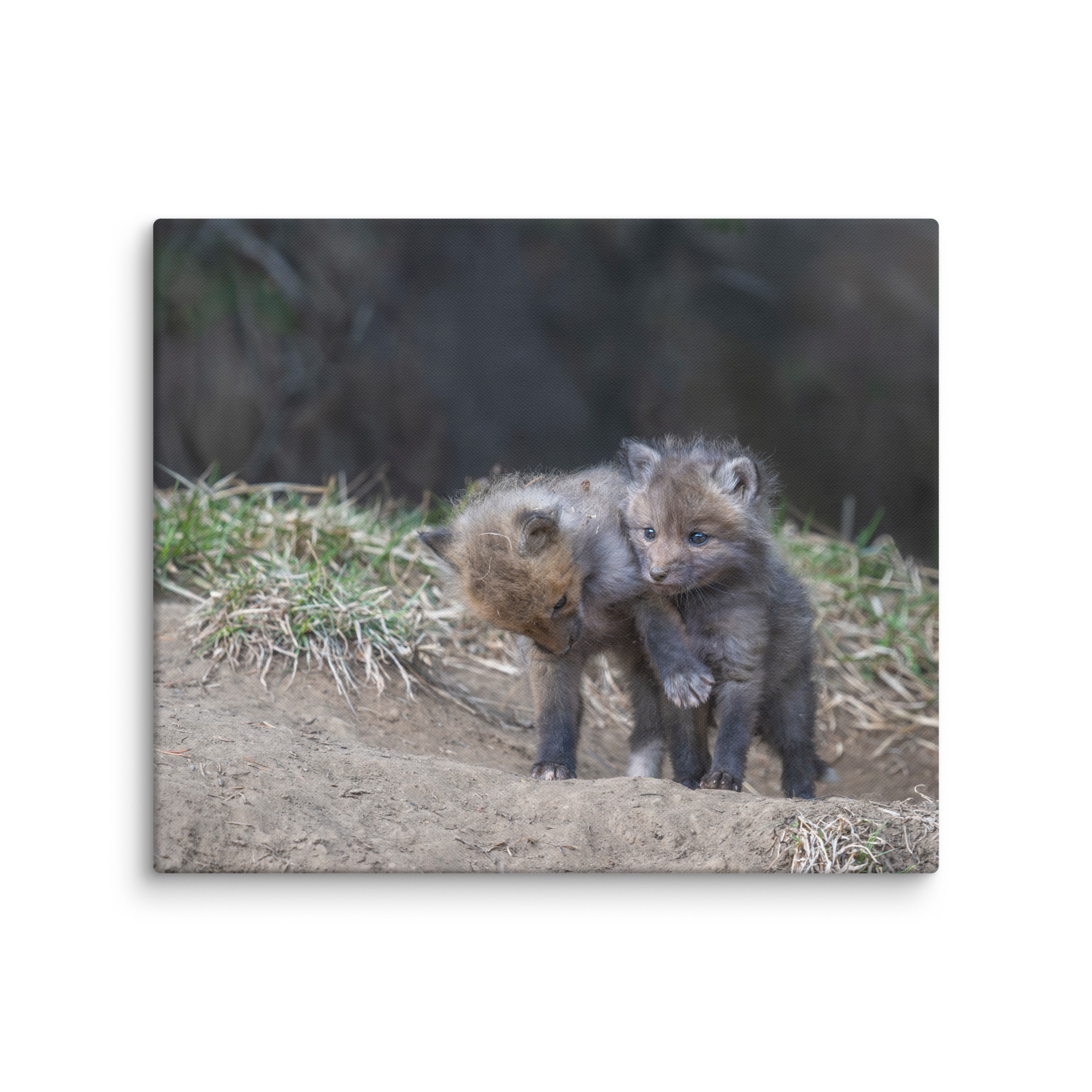 Brothers in Arms Red fox kits! Canvas - Image 12
