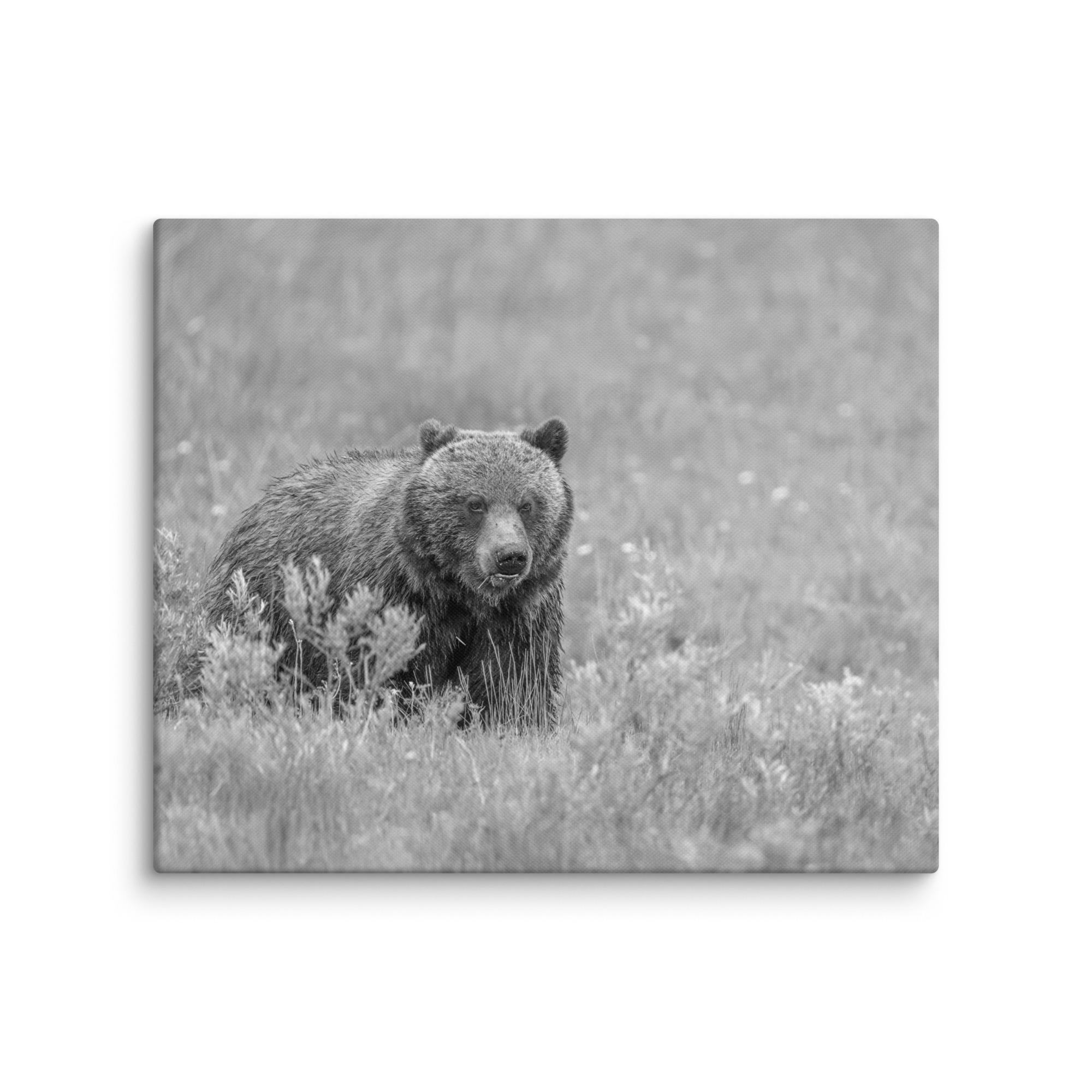 Hungry Grizzly in a Meadow! Monochrome Canvas - Image 12