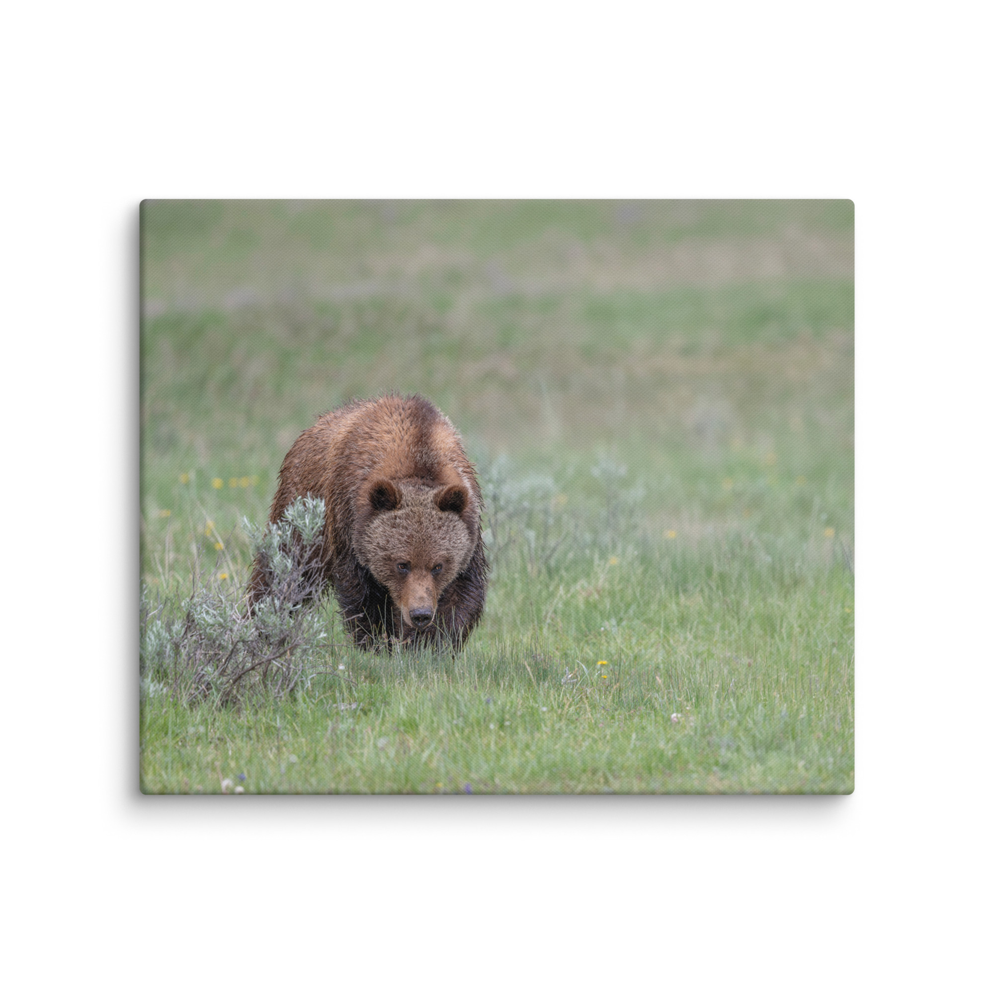 Grizzly Watching! Canvas - Image 13
