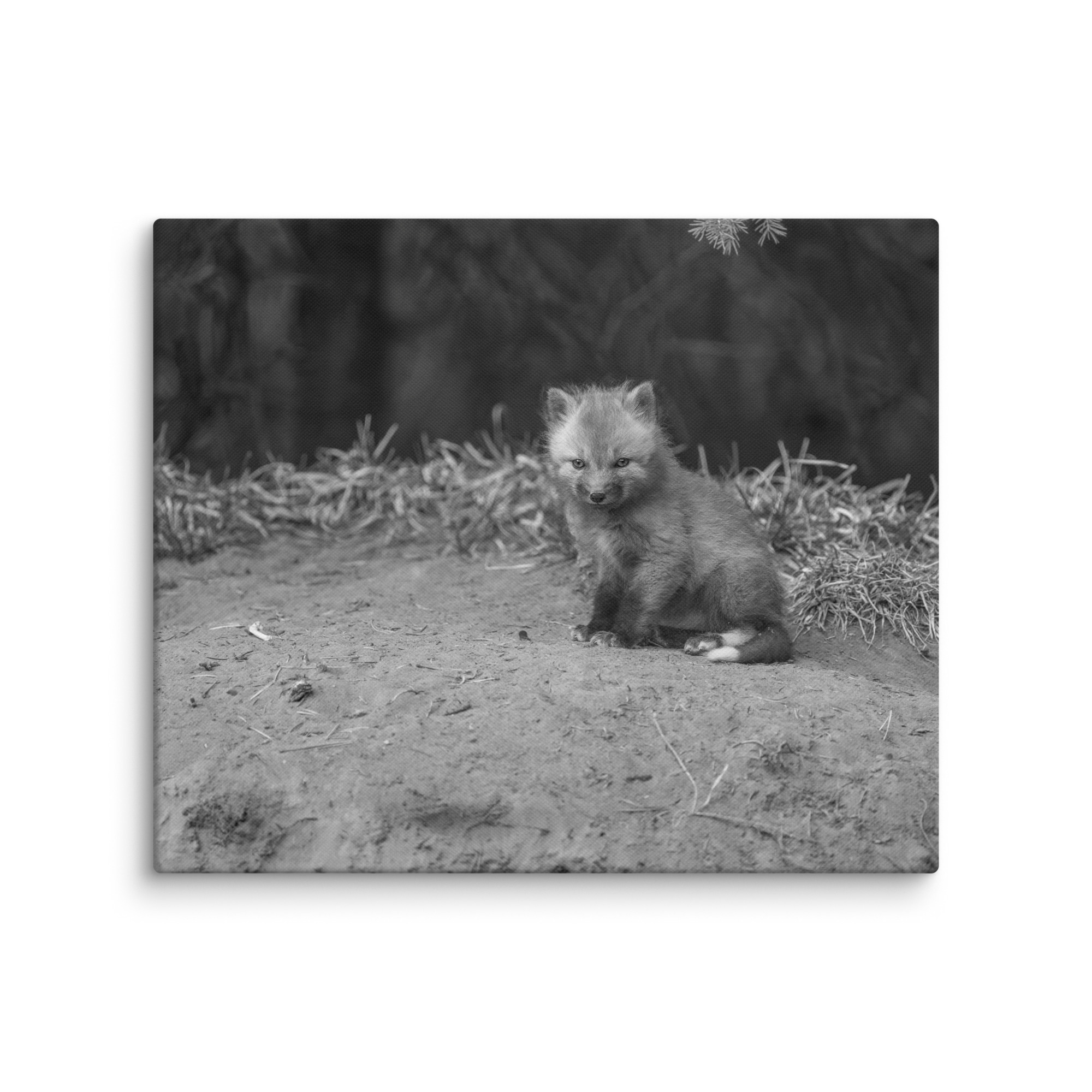 Sharp gaze baby red fox (Monochrome)! Canvas - Image 12