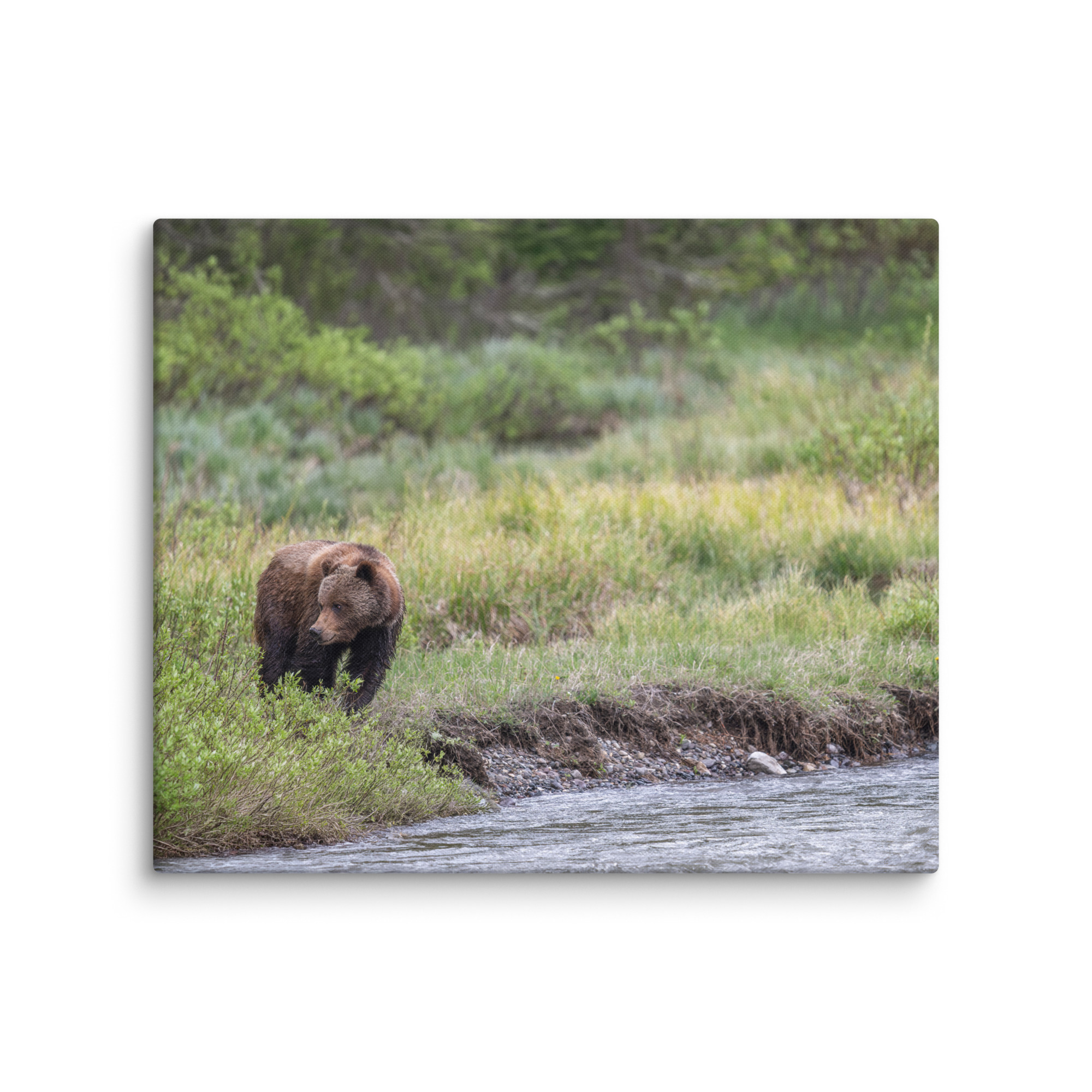 Grizzly getting read! Canvas - Image 12