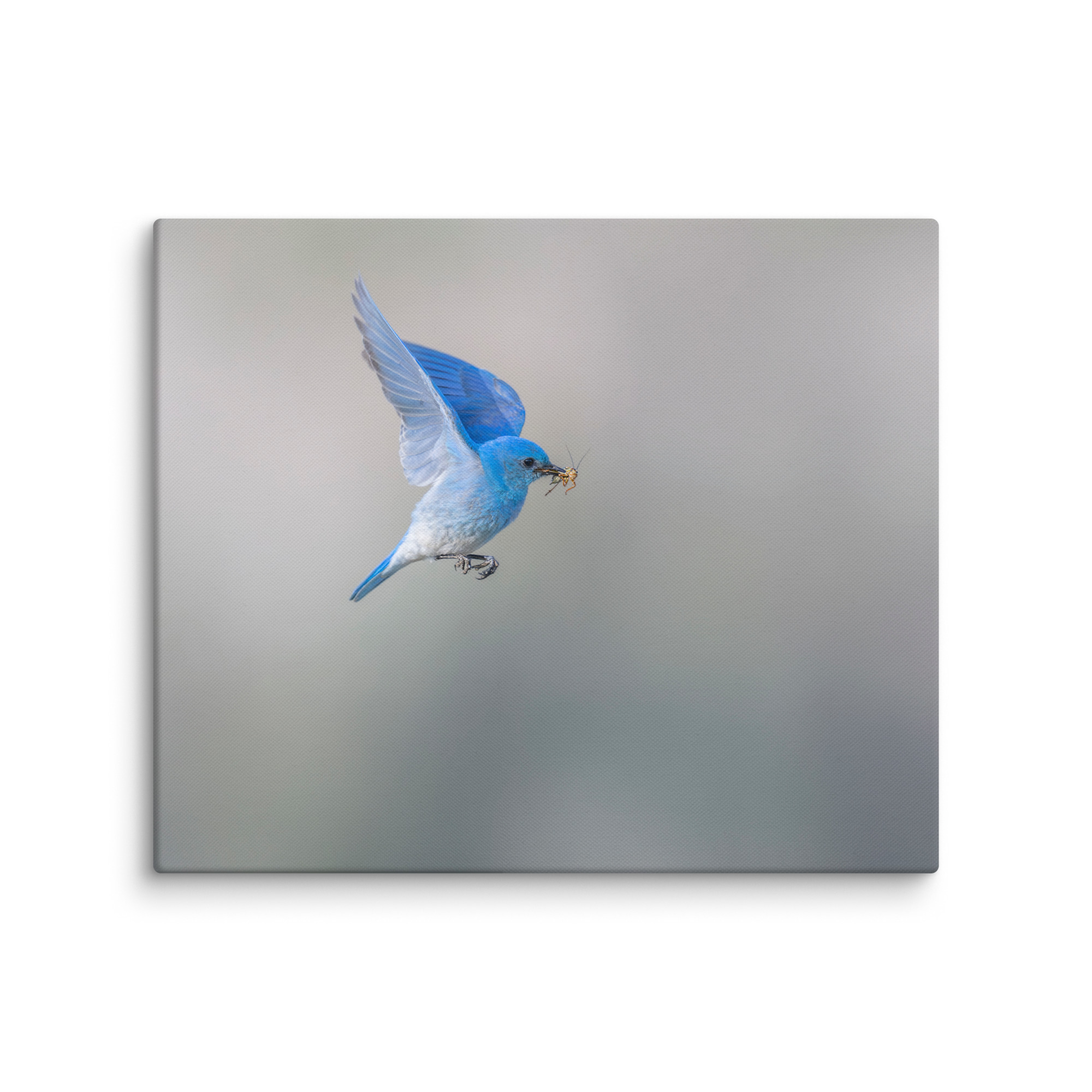 Mountain Bluebird with prey! Canvas - Image 11