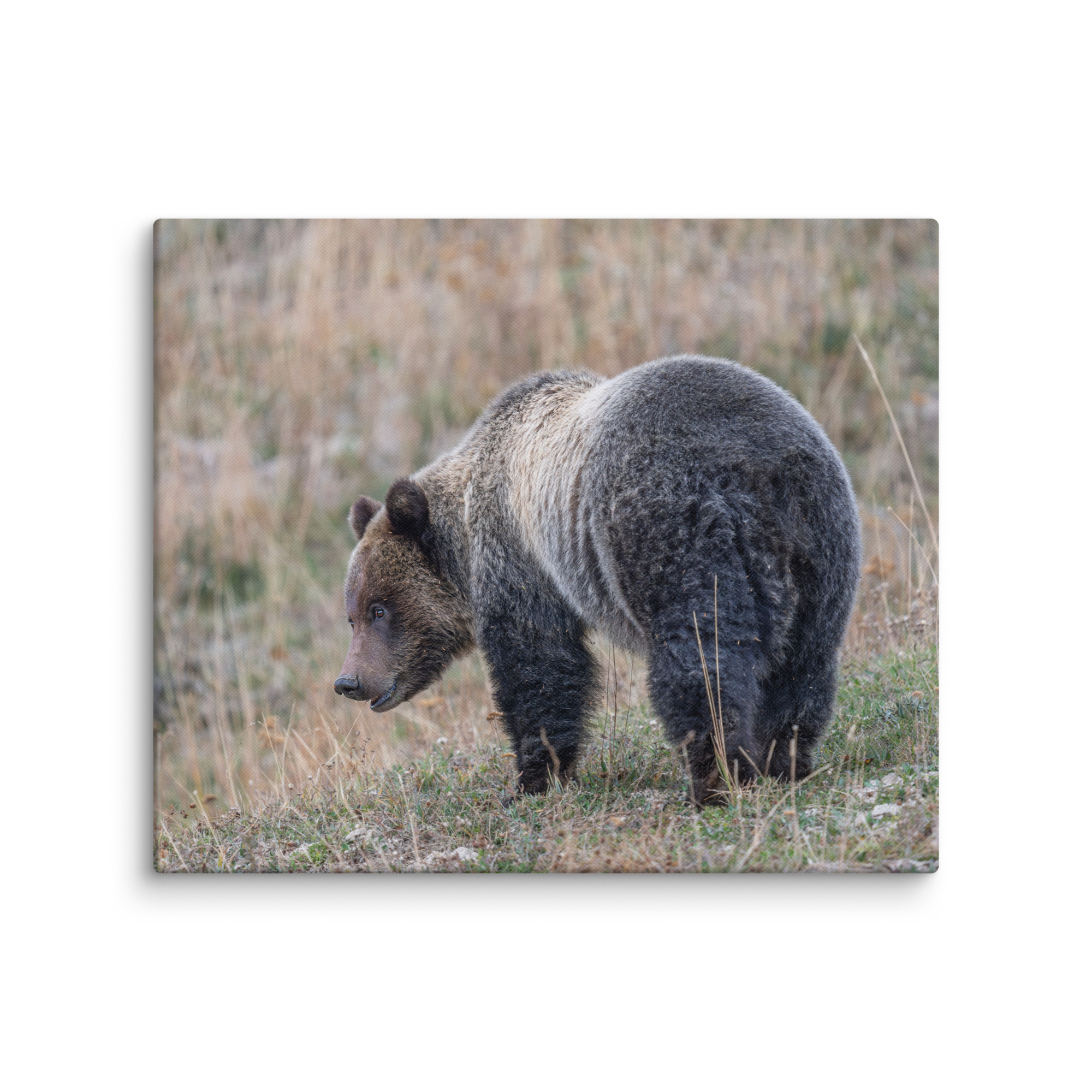Grizzly of yellowstone! Canvas - Image 12