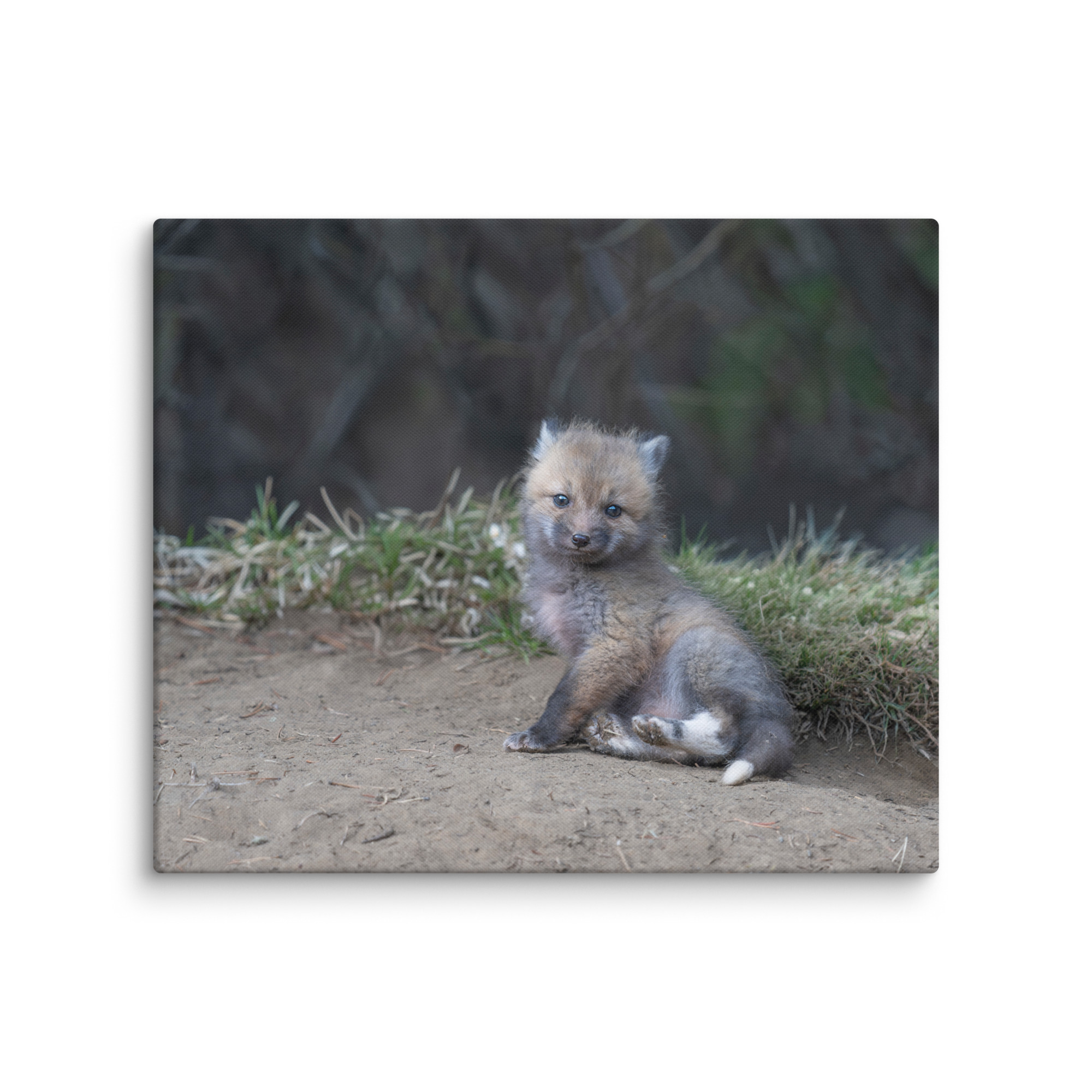 Guarding Den Baby Red fox!  Canvas - Image 12