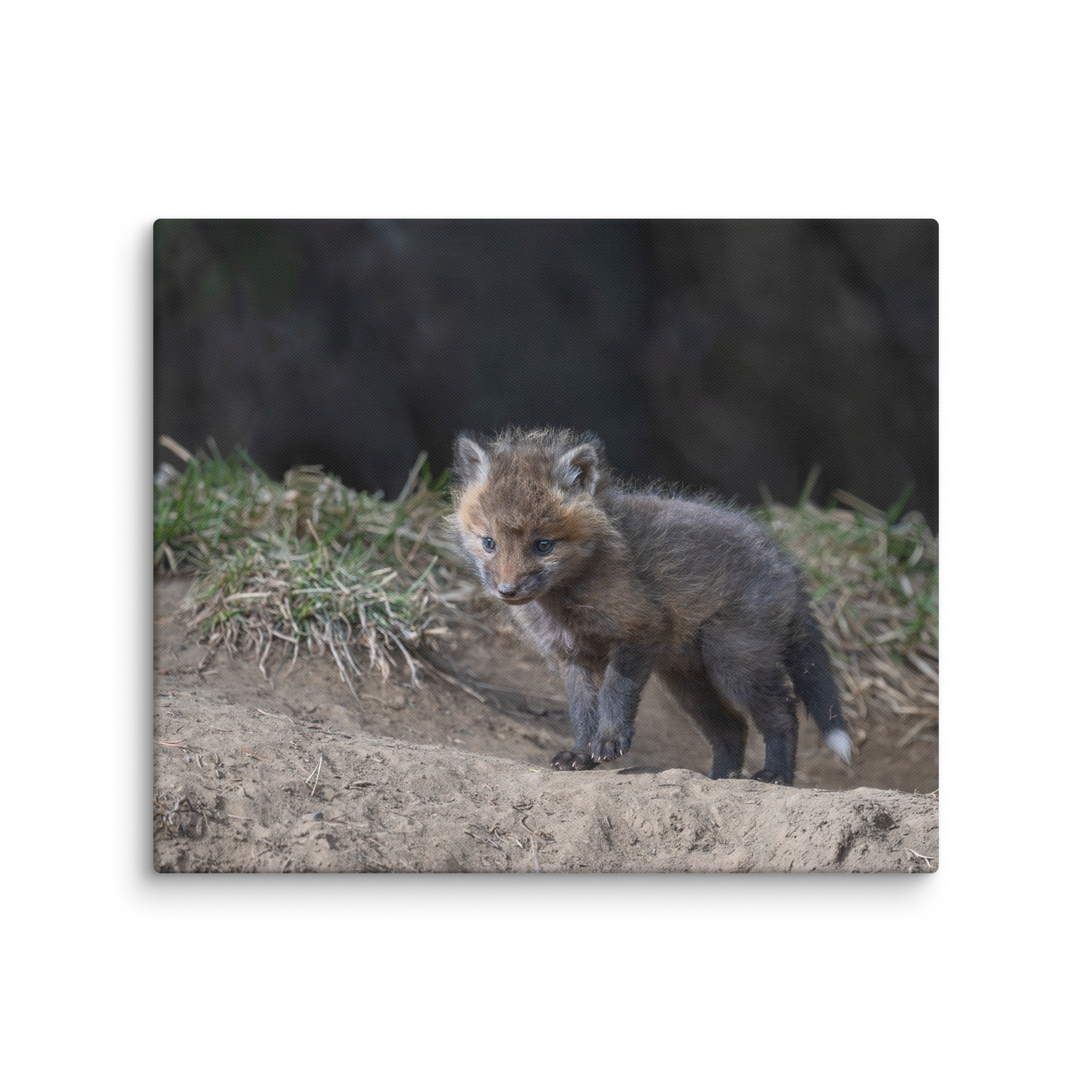 Just checking Baby Red fox! Canvas - Image 12