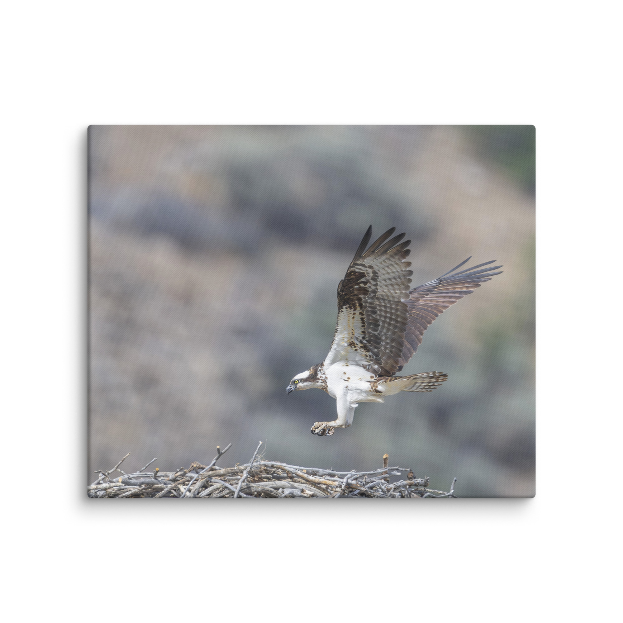 Osprey Landing on its nest! Canvas - Image 12