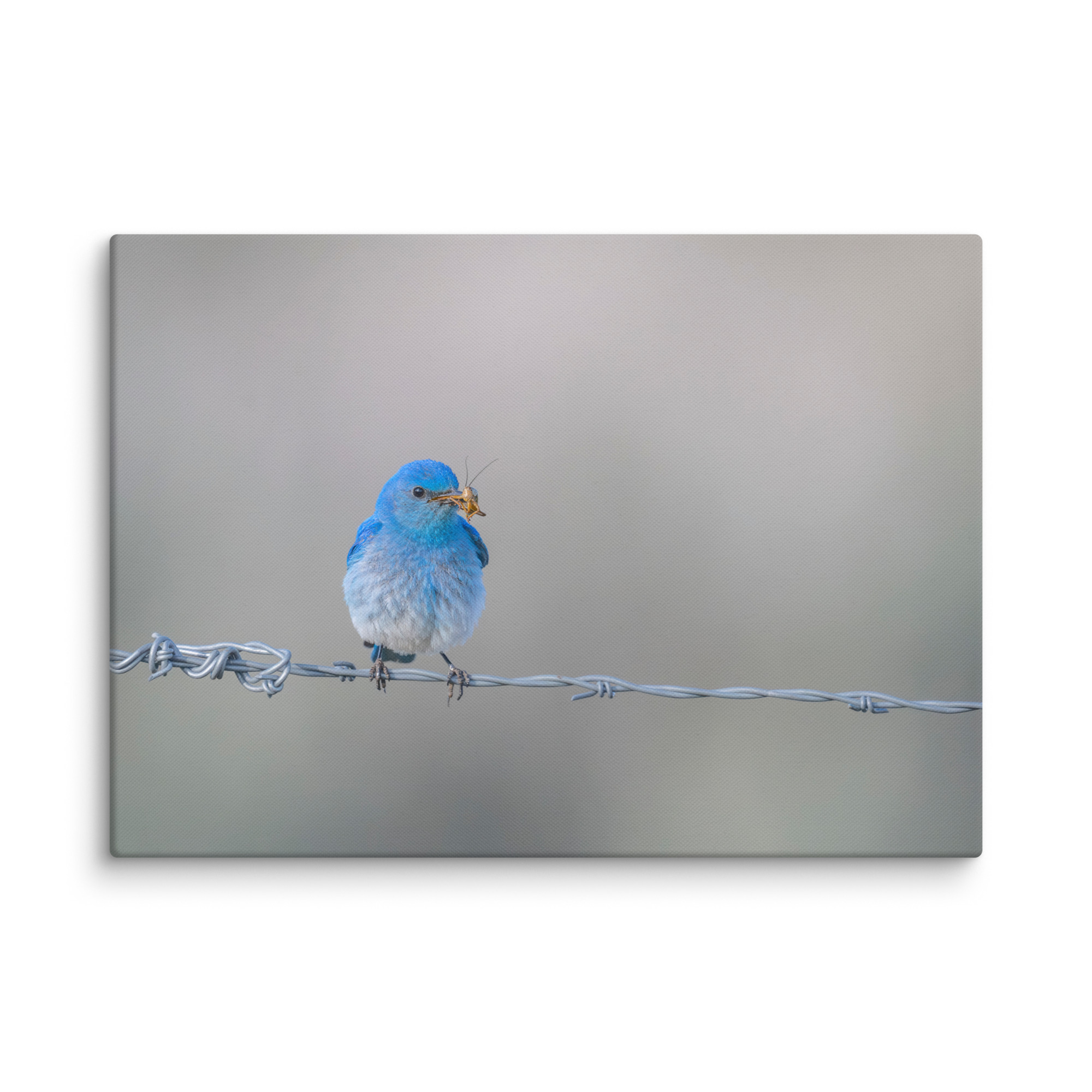Mountain Blue Bird! Canvas - Image 13