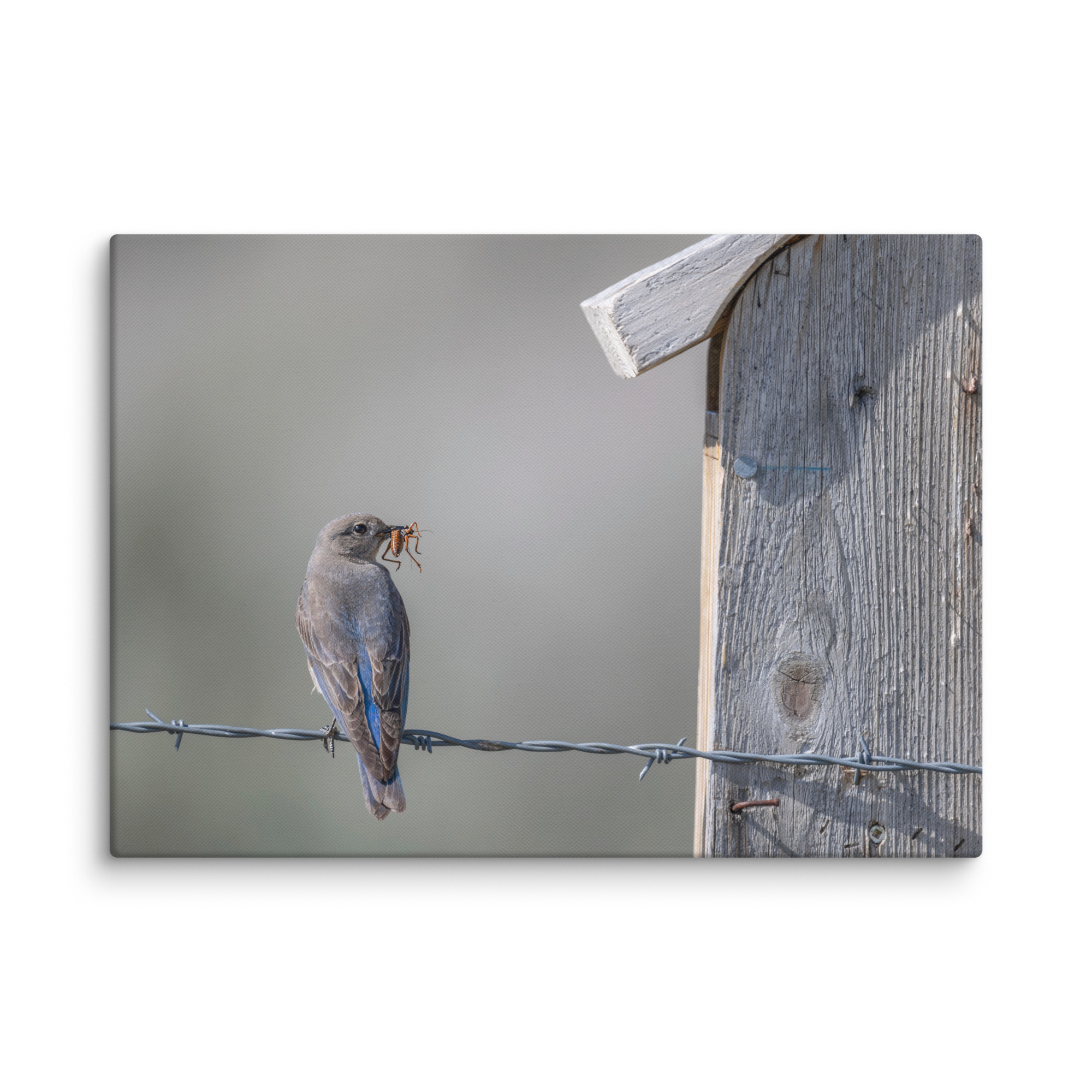 Mama Mountain bluebird with food! Canvas - Image 13