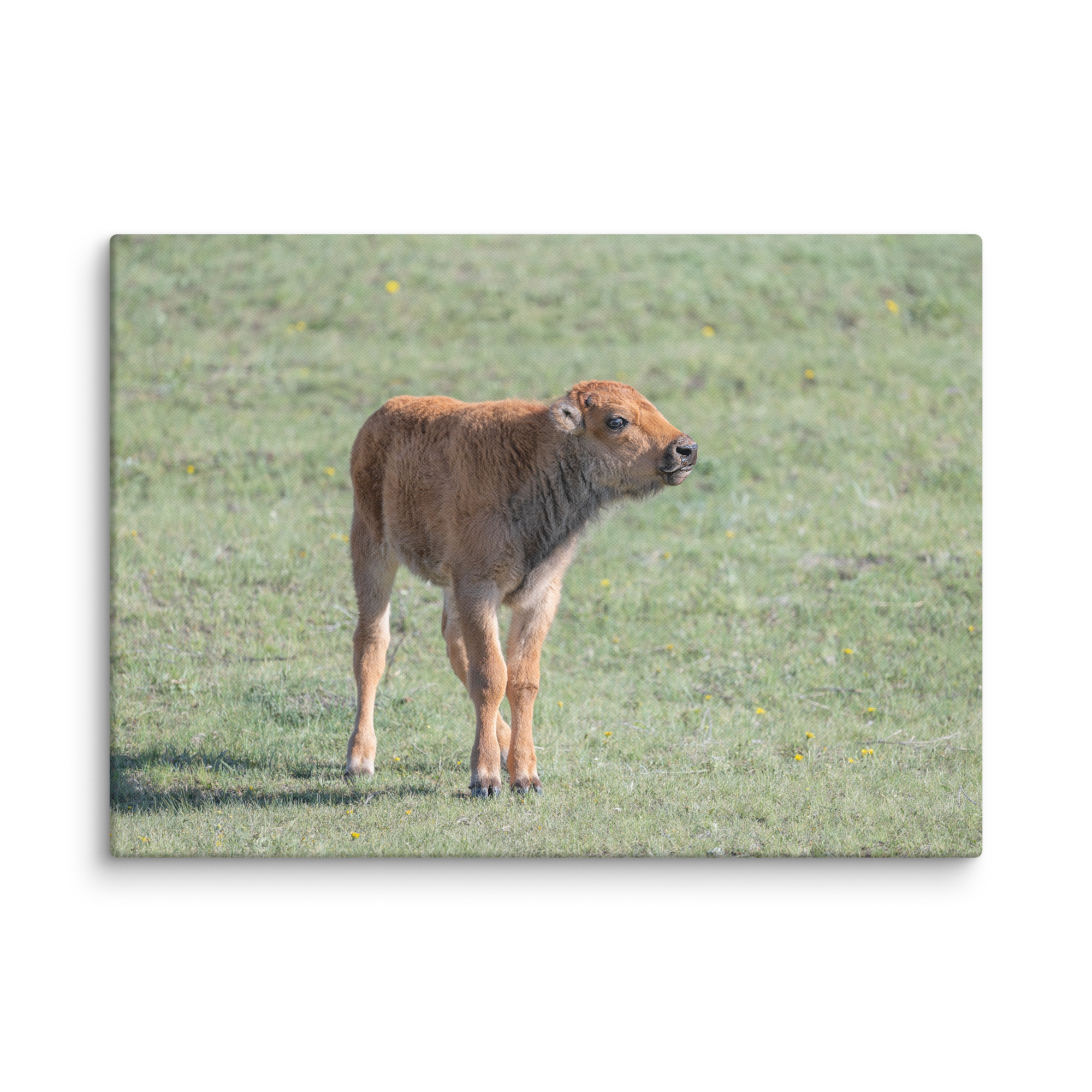 Baby Bison! Canvas - Image 11