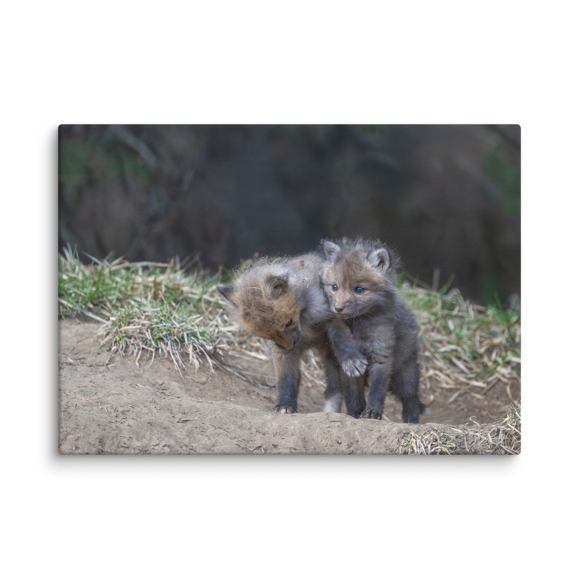 Brothers in Arms Red fox kits! Canvas - Image 13