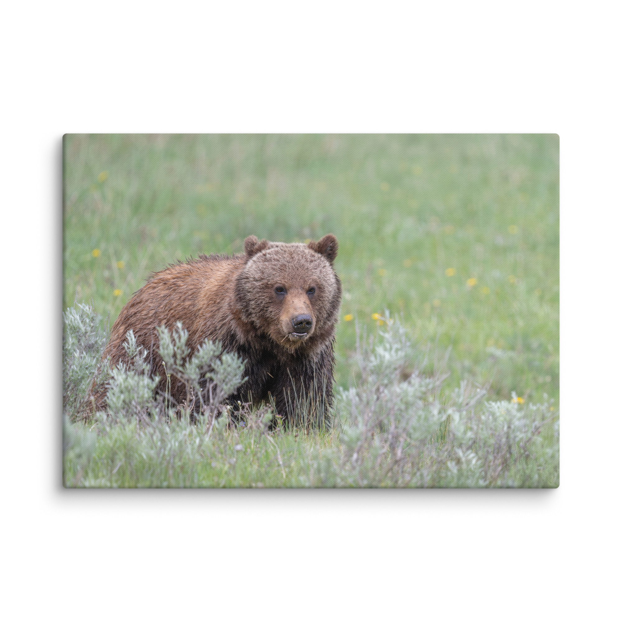 Hungry Grizzly in a Meadow! Canvas - Image 12