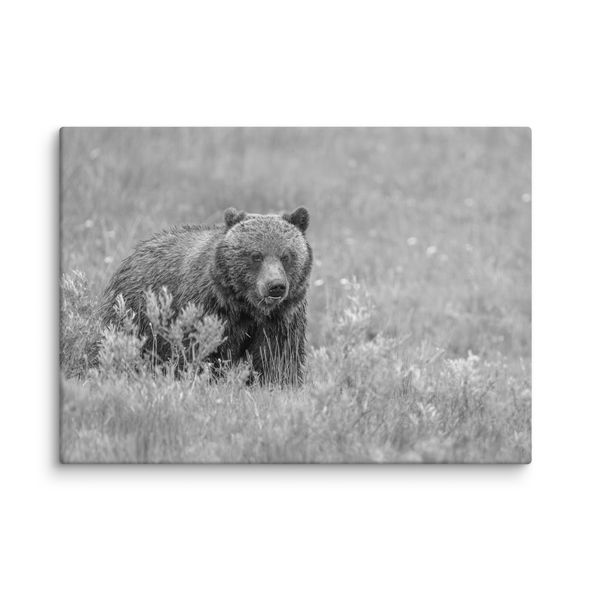 Hungry Grizzly in a Meadow! Monochrome Canvas - Image 13