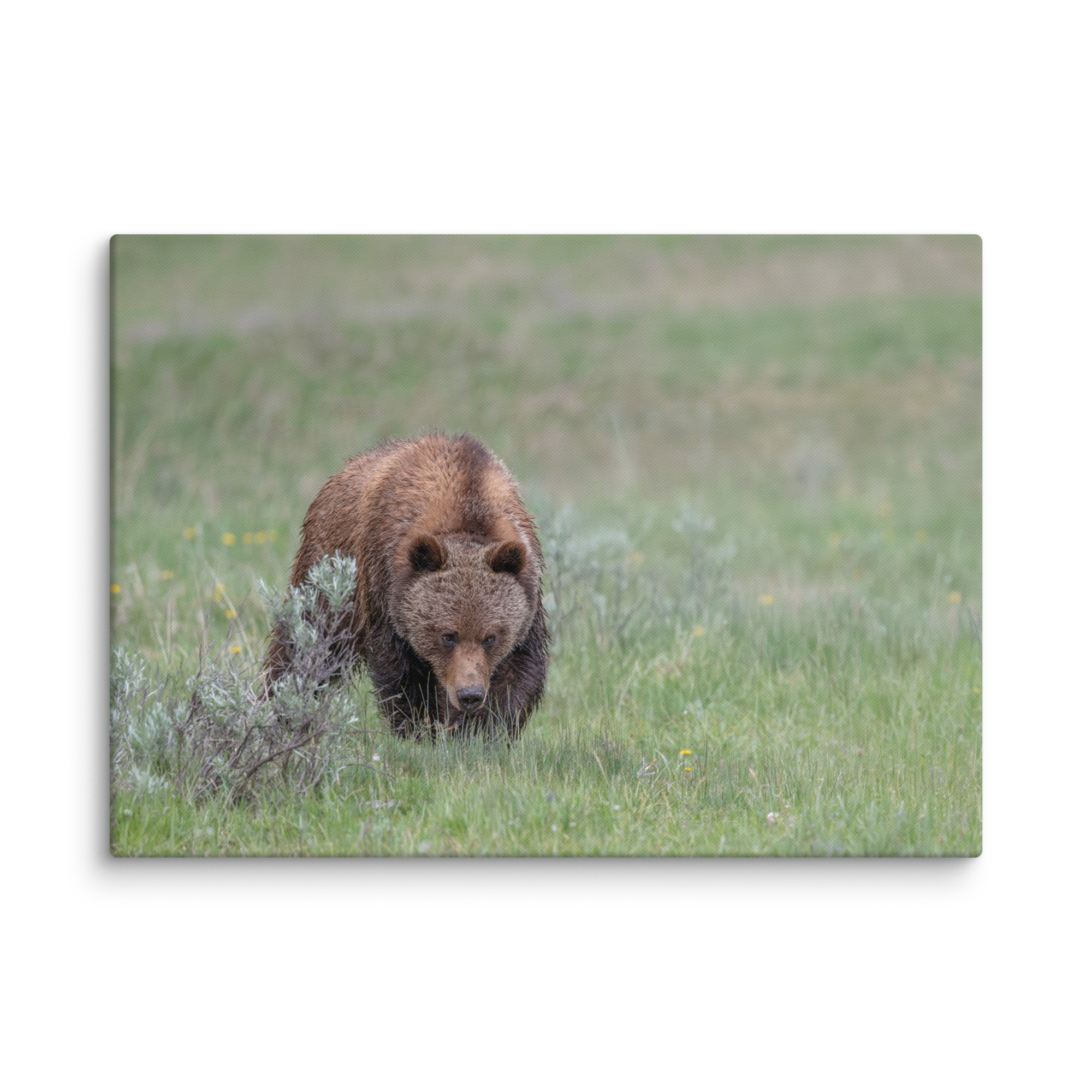 Grizzly Watching! Canvas - Image 14