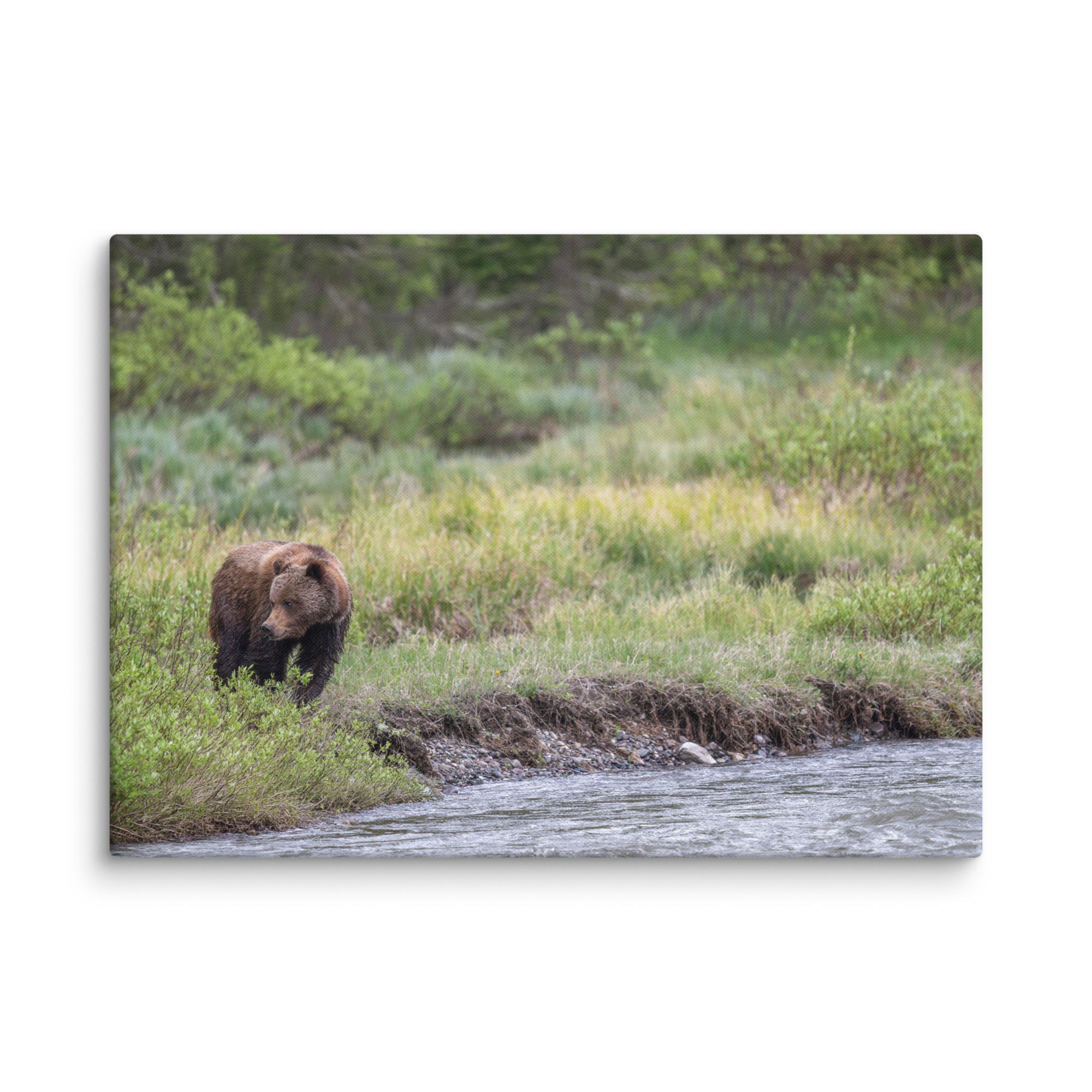 Grizzly getting read! Canvas - Image 13