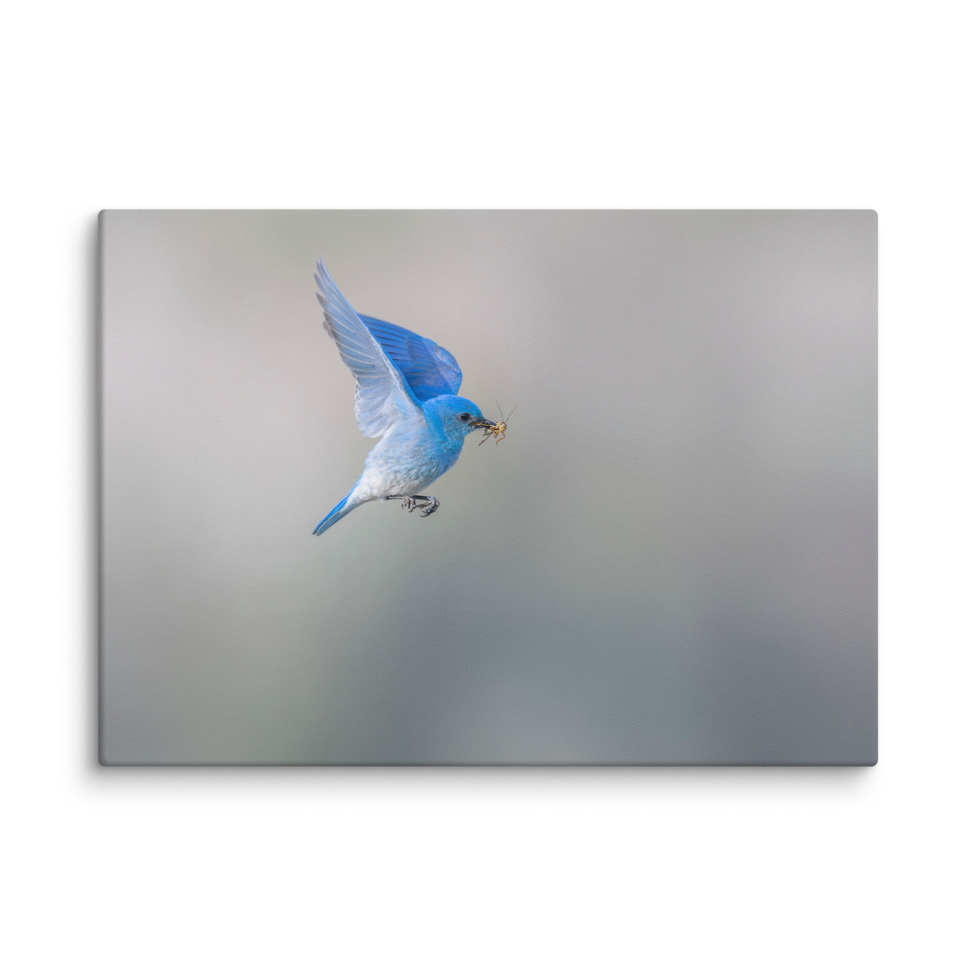 Mountain Bluebird with prey! Canvas - Image 12