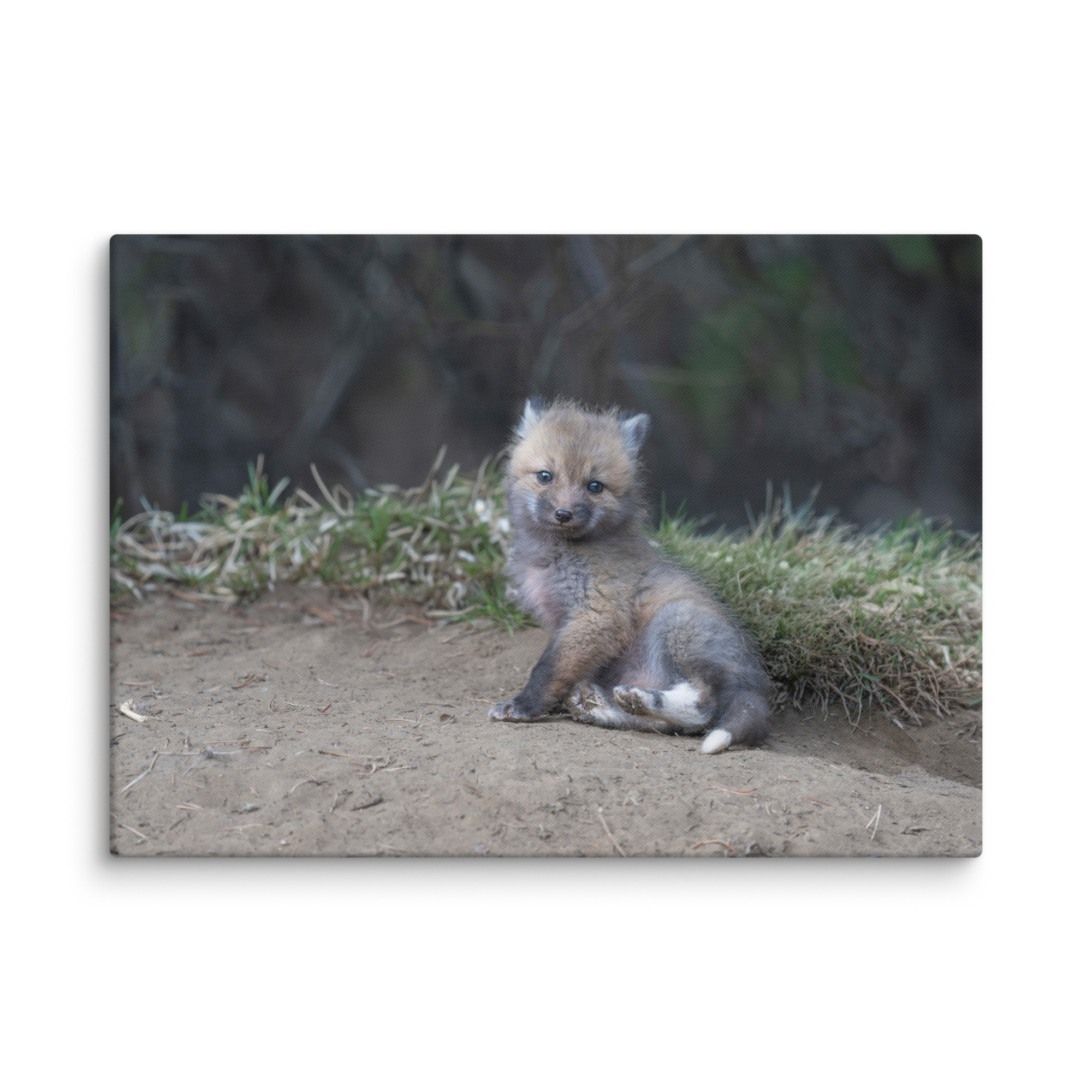 Guarding Den Baby Red fox!  Canvas - Image 13
