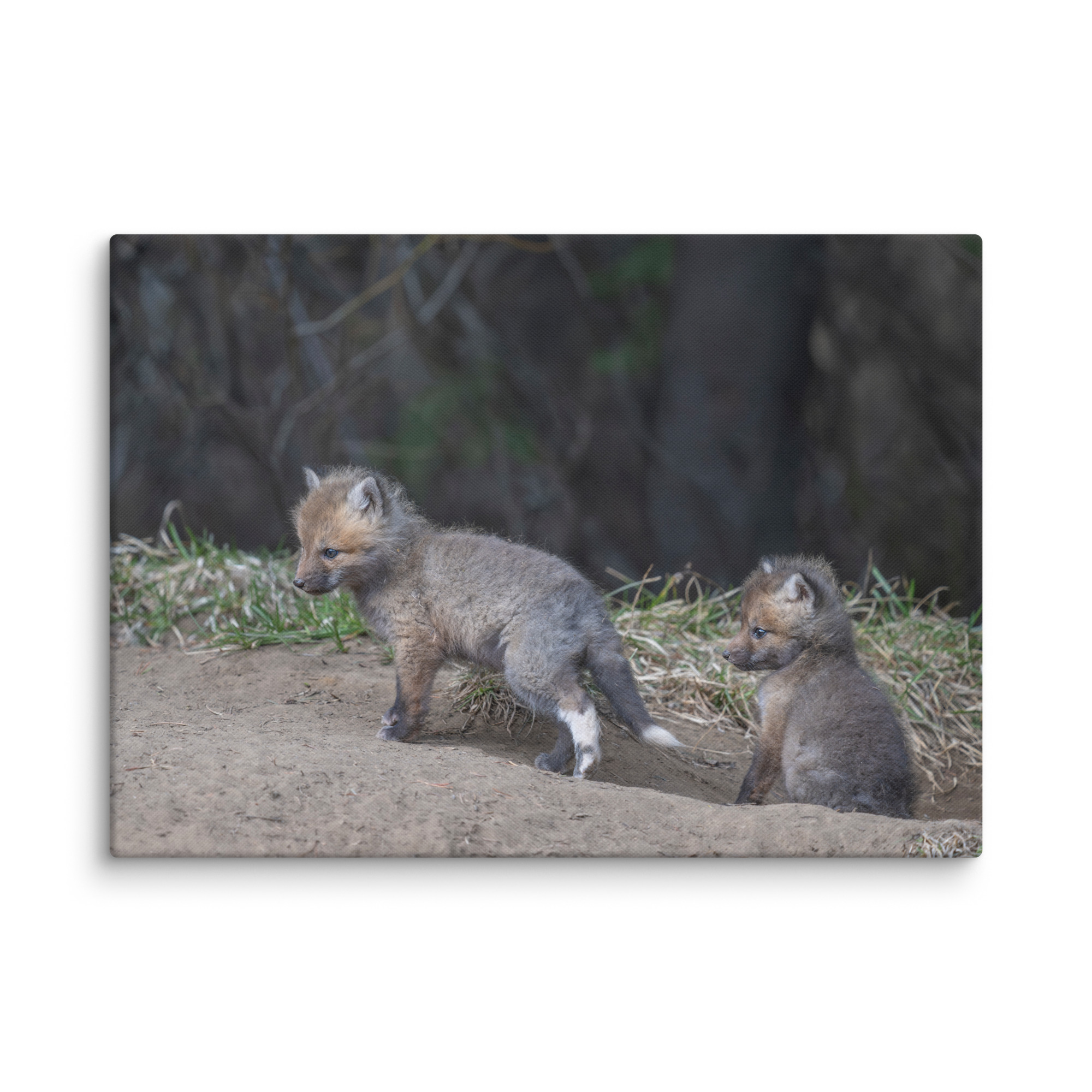 Play Time Baby Red fox! Canvas - Image 10