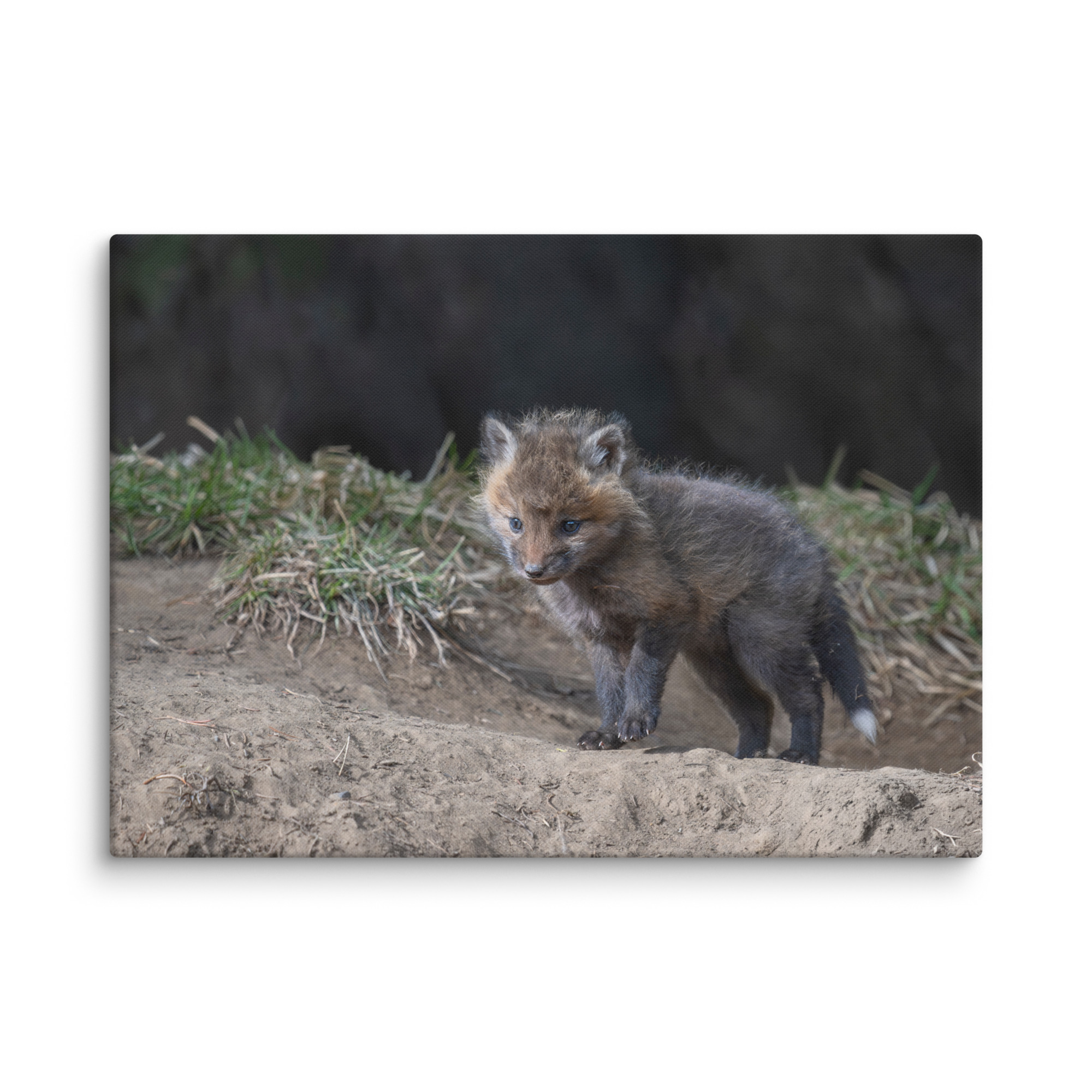 Just checking Baby Red fox! Canvas - Image 13