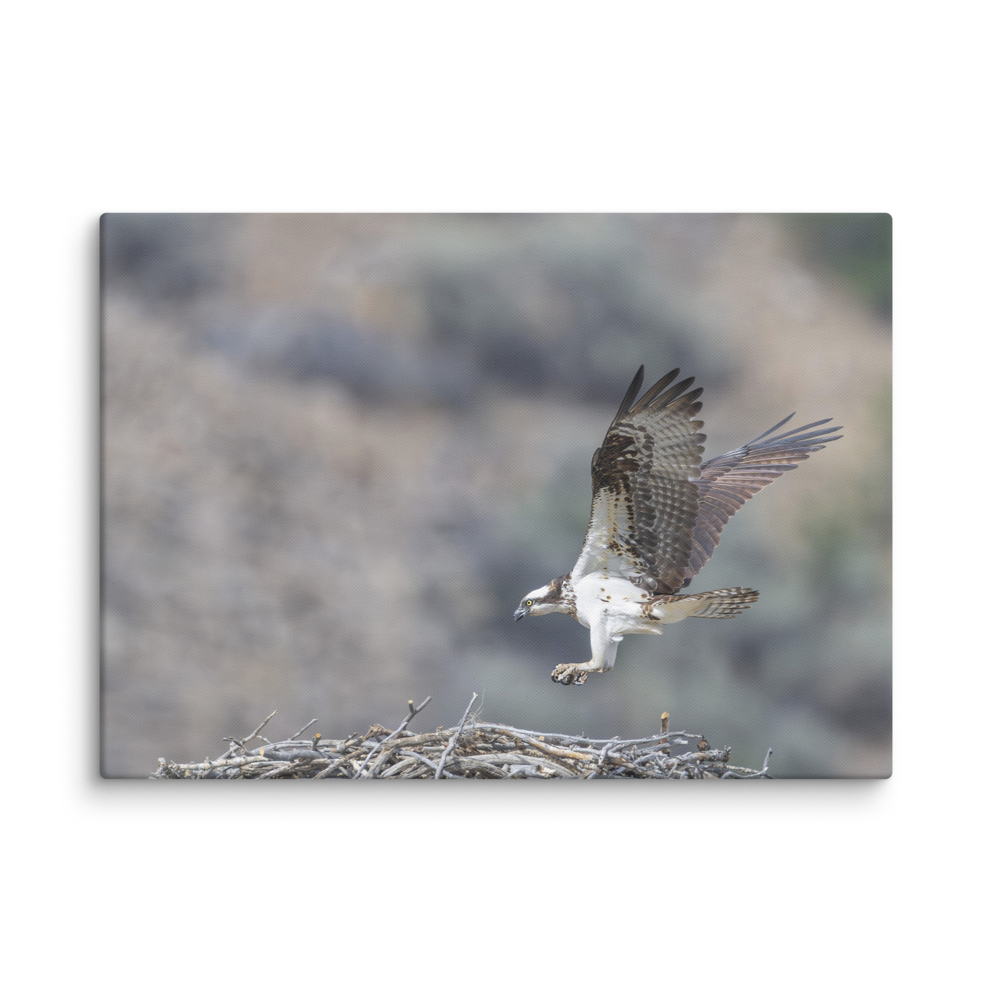 Osprey Landing on its nest! Canvas - Image 13