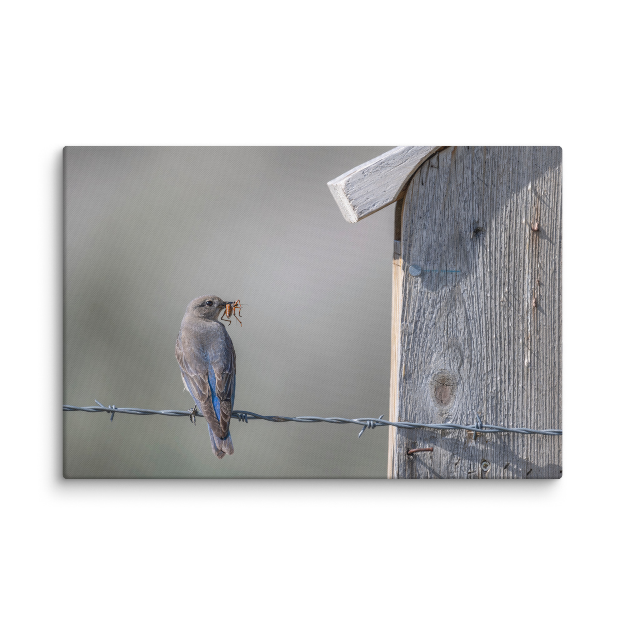 Mama Mountain bluebird with food! Canvas - Image 14