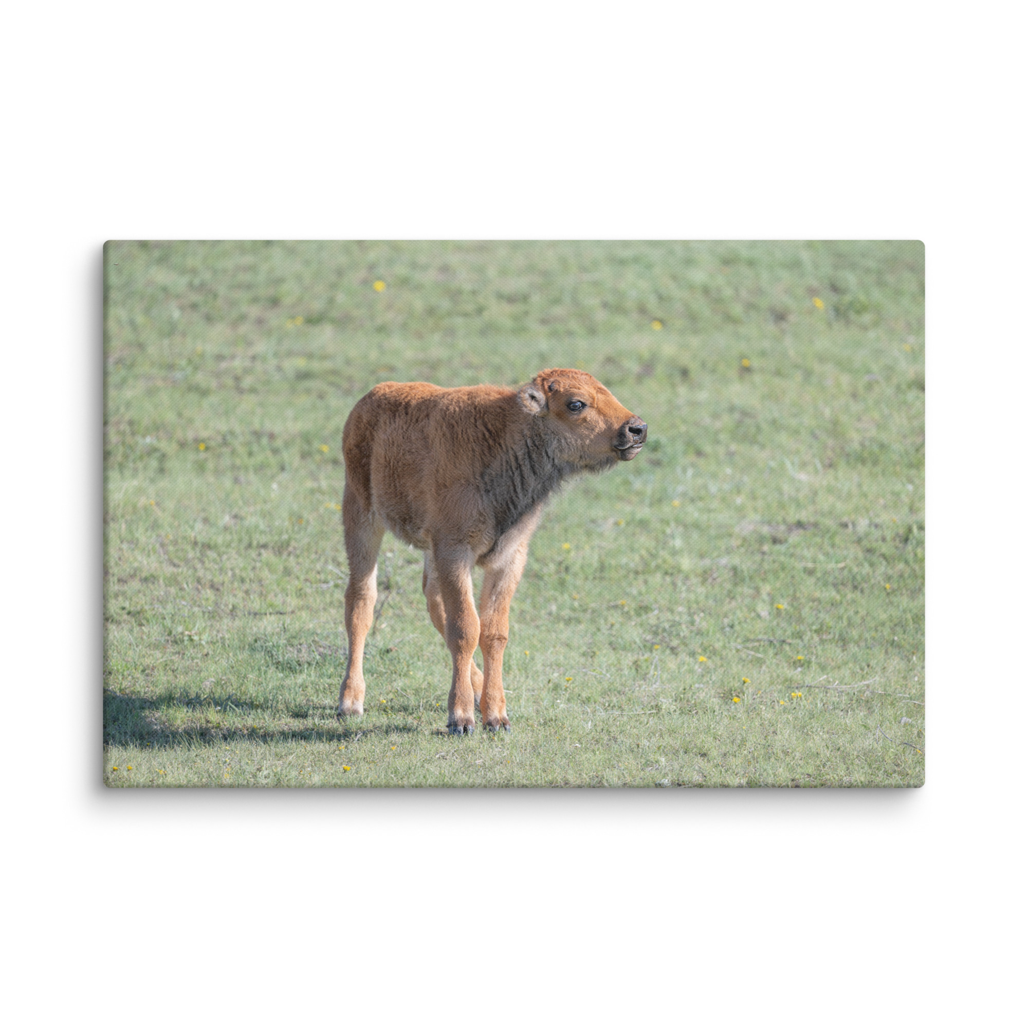 Baby Bison! Canvas - Image 12
