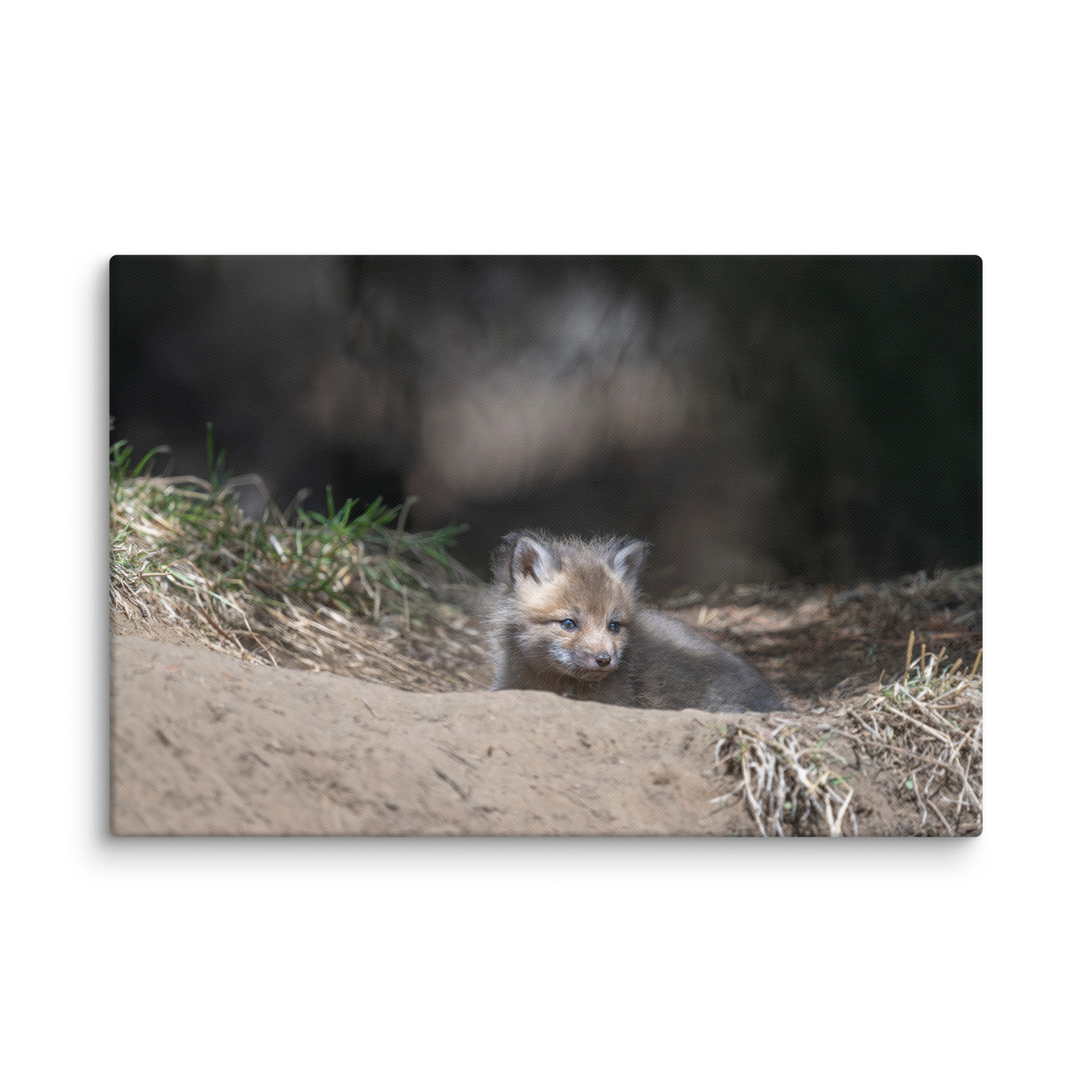 Baby Red fox waiting for Mom! Canvas - Image 14