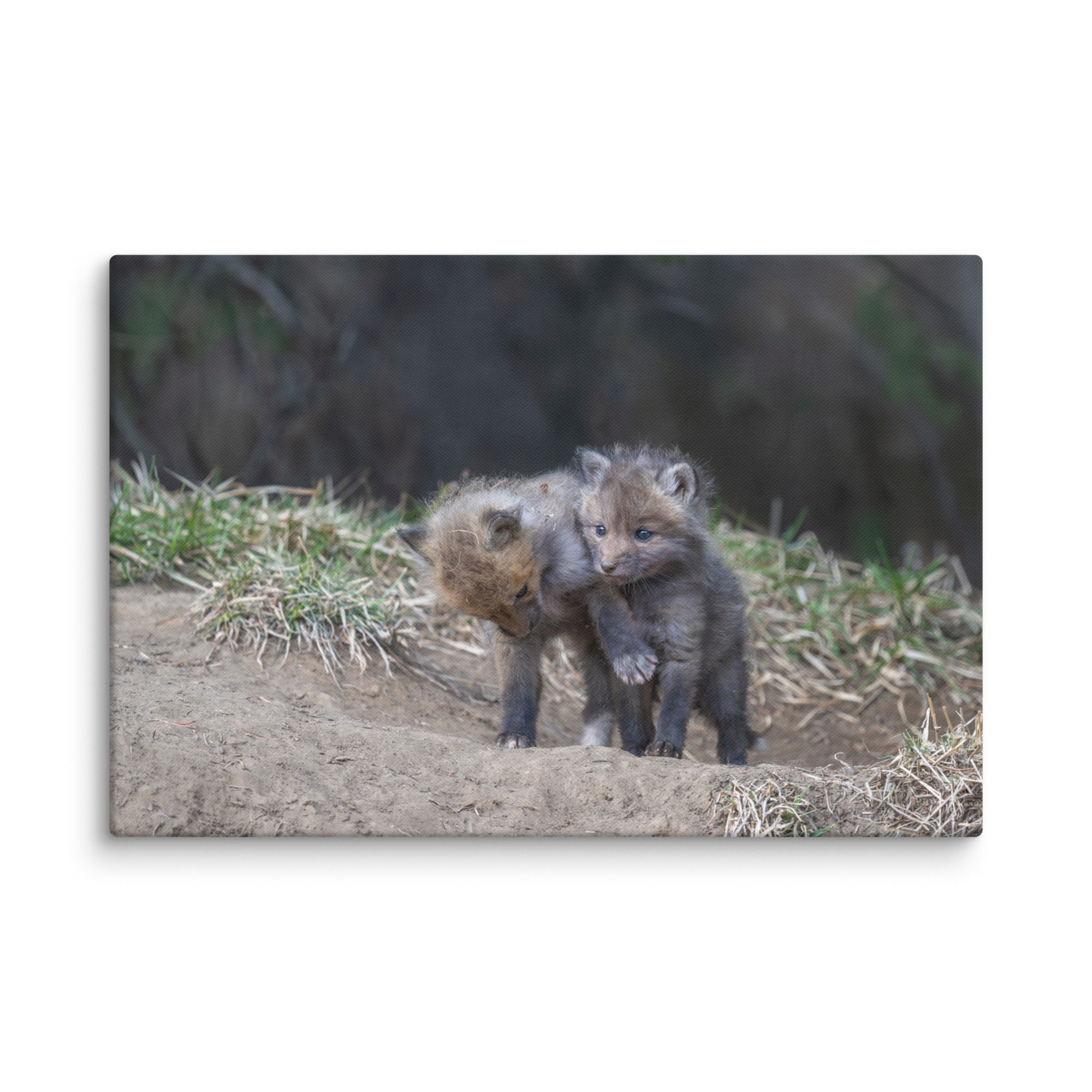 Brothers in Arms Red fox kits! Canvas - Image 14