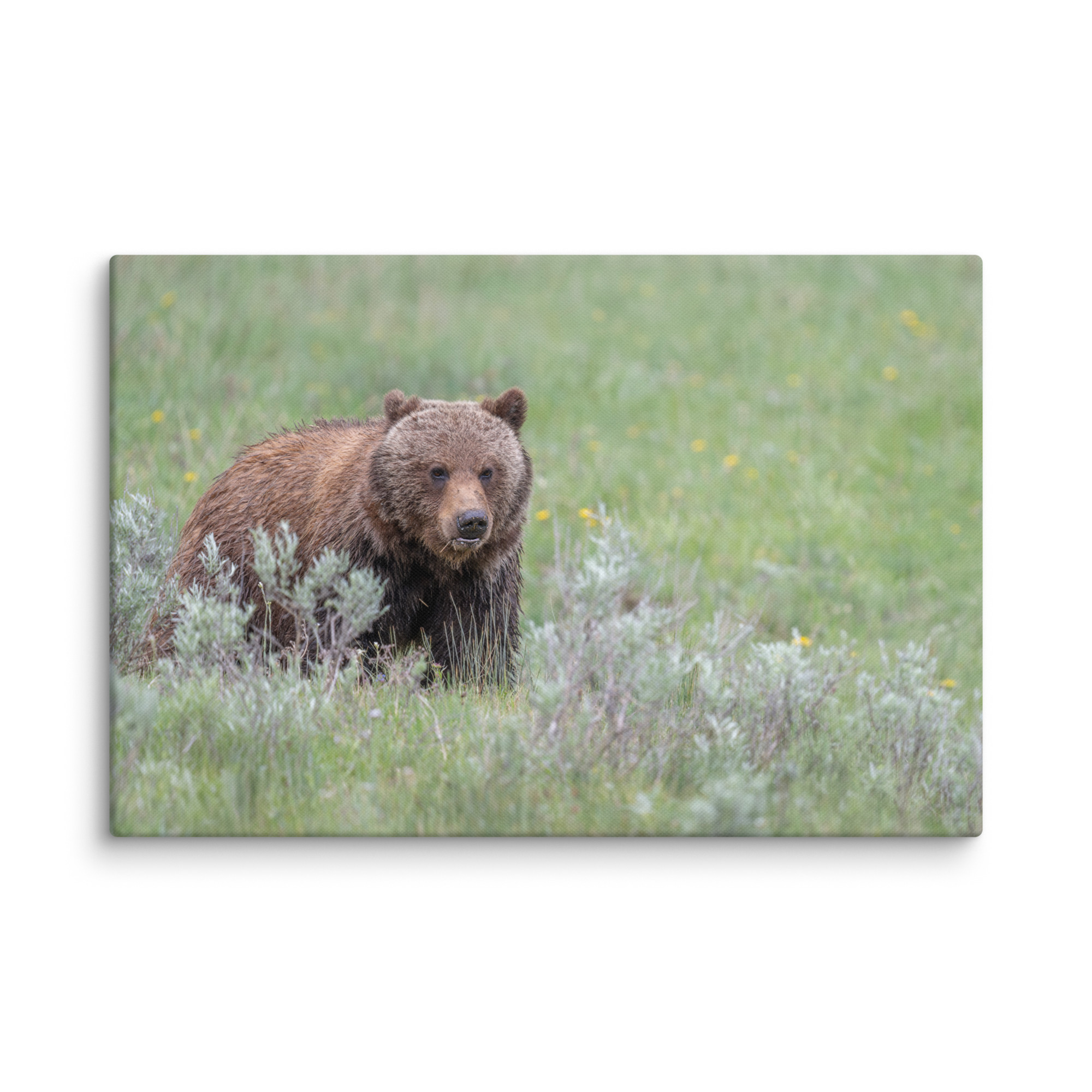 Hungry Grizzly in a Meadow! Canvas - Image 13