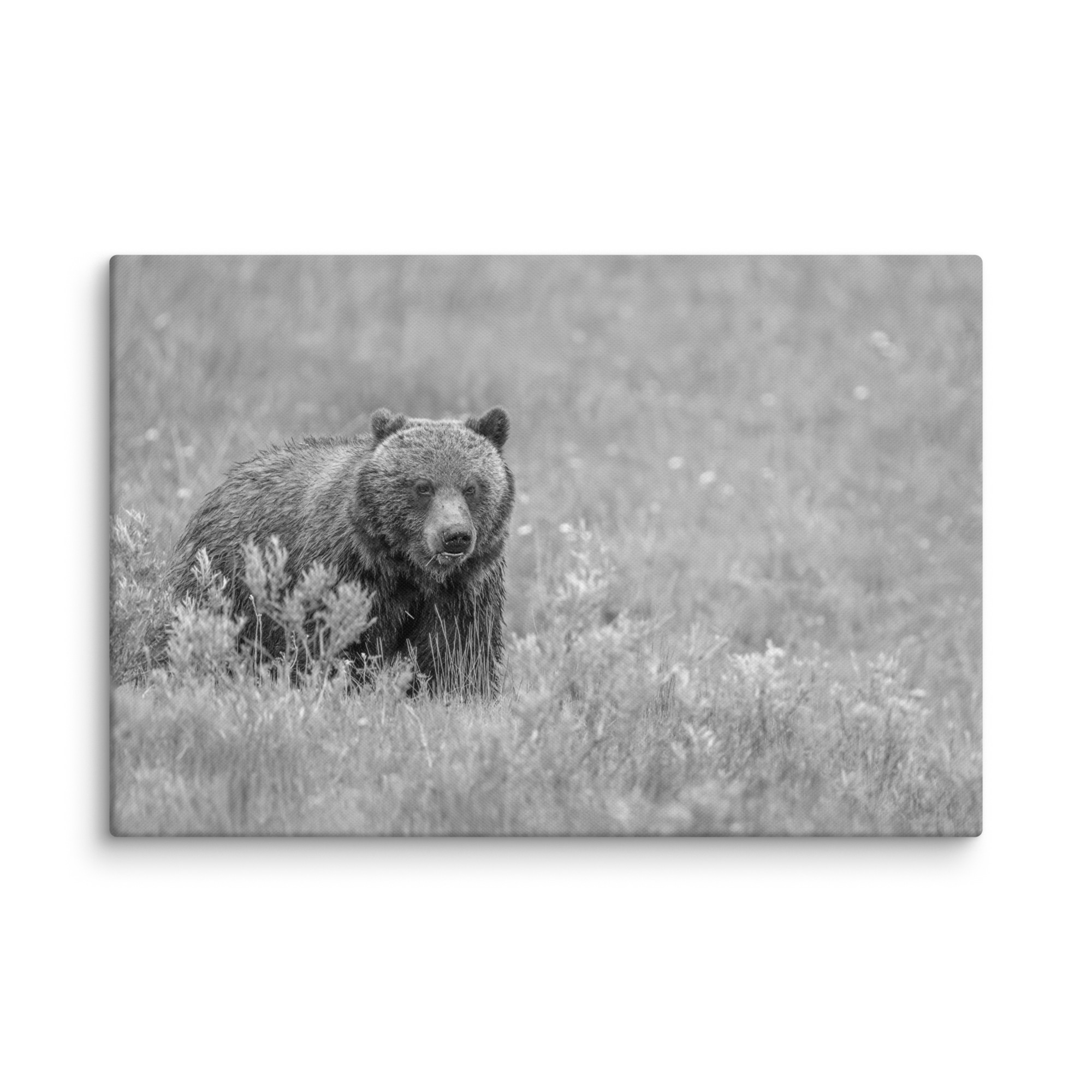 Hungry Grizzly in a Meadow! Monochrome Canvas - Image 14