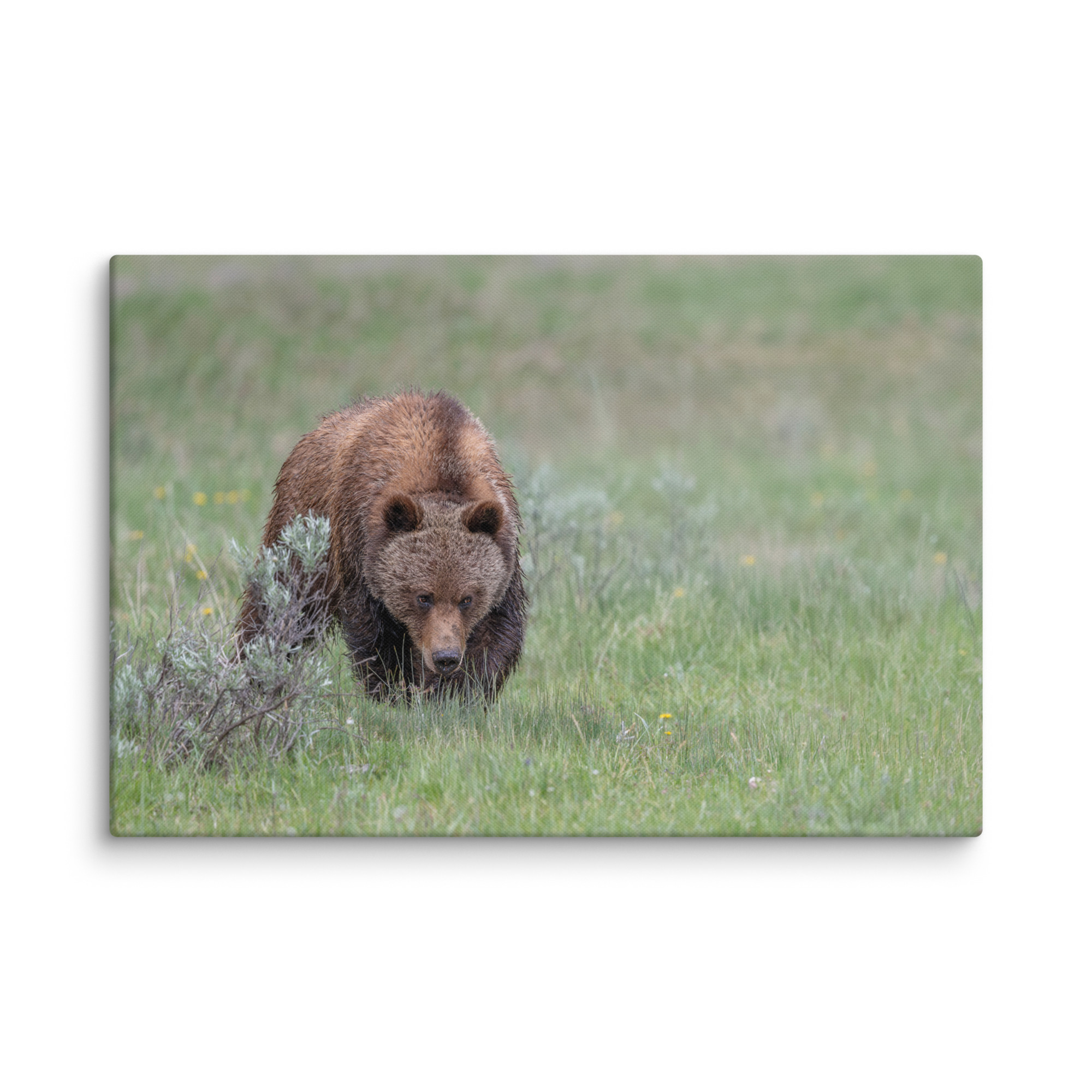 Grizzly Watching! Canvas - Image 15