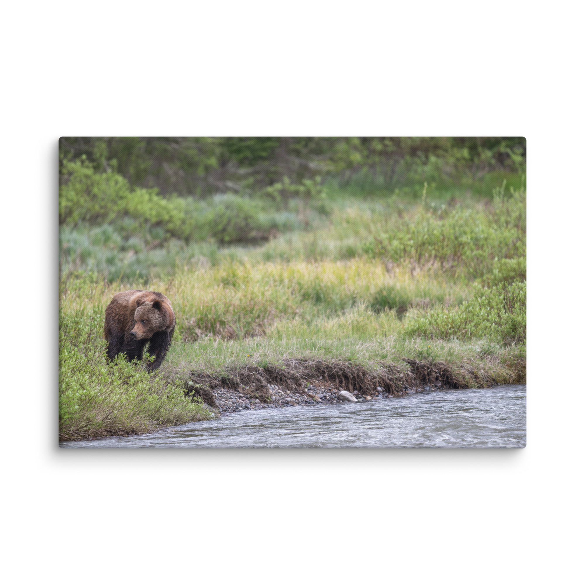 Grizzly getting read! Canvas - Image 14