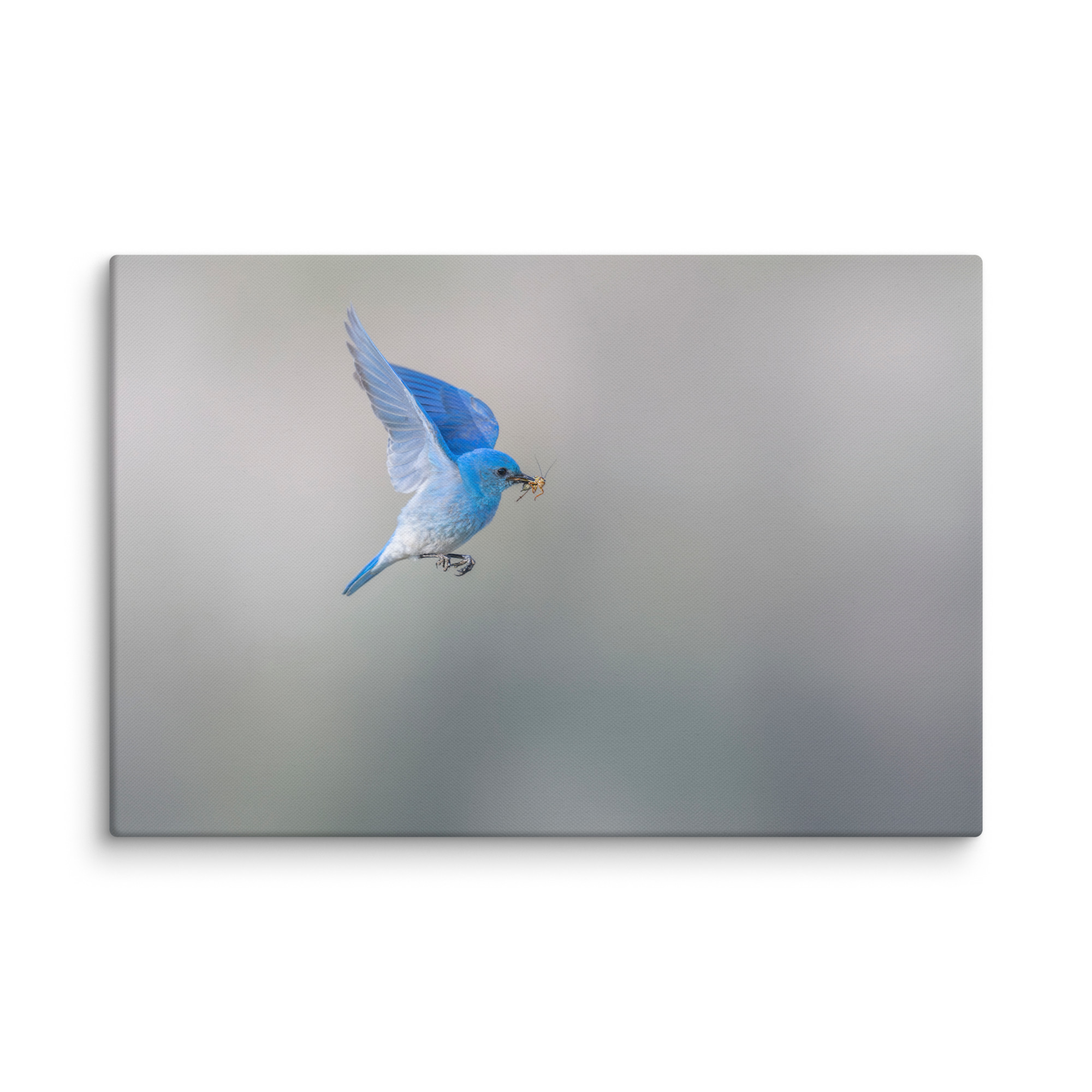 Mountain Bluebird with prey! Canvas - Image 13