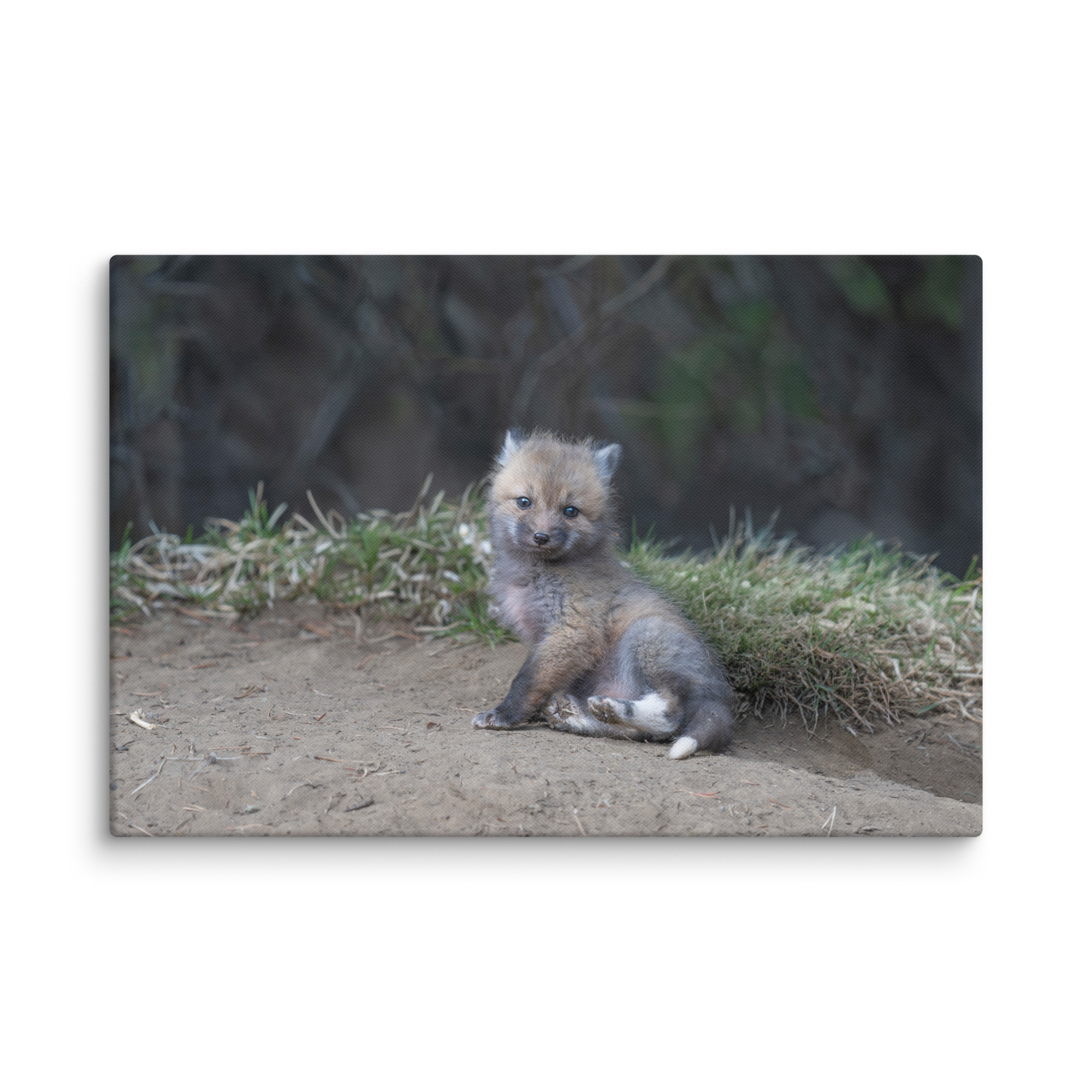 Guarding Den Baby Red fox!  Canvas - Image 14