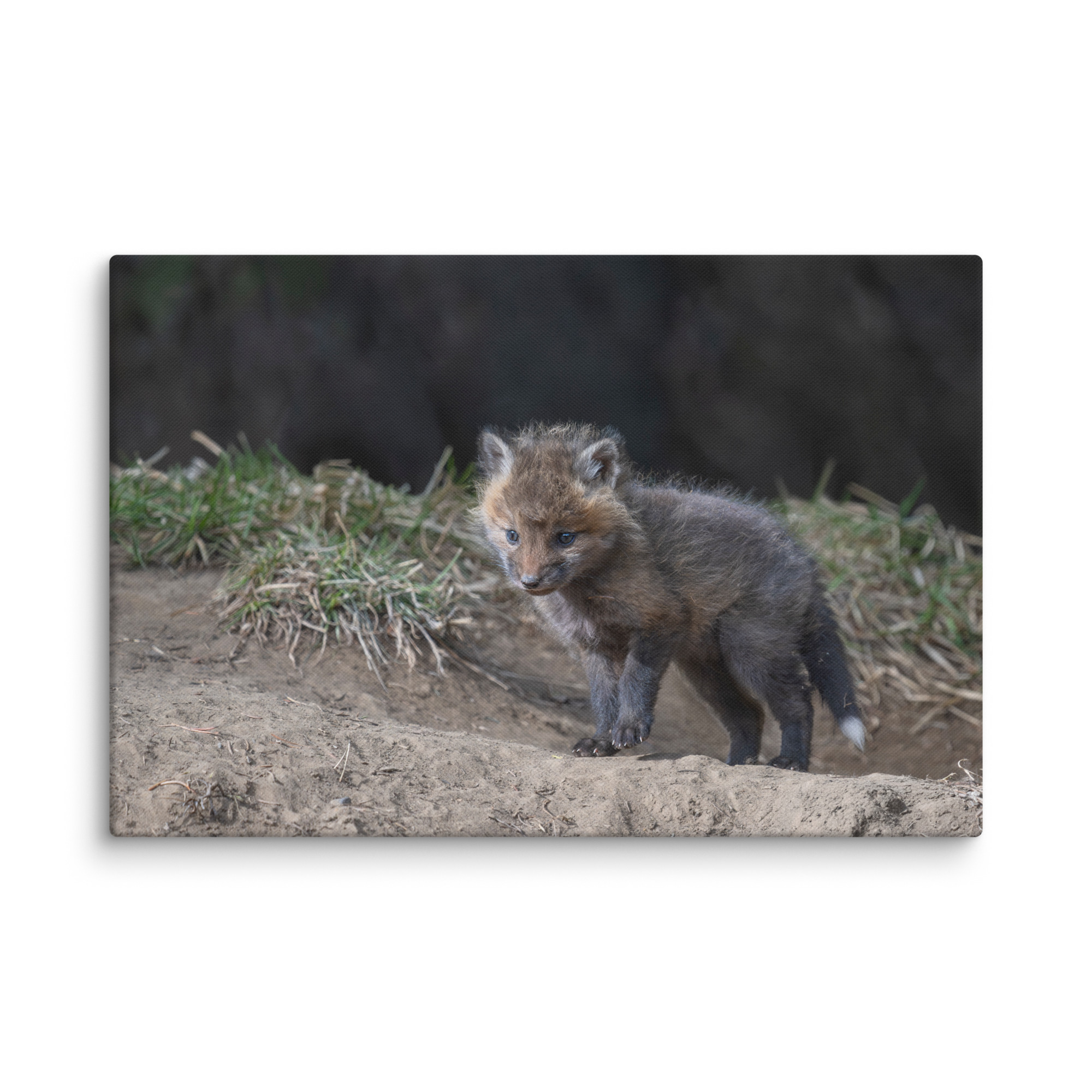 Just checking Baby Red fox! Canvas - Image 14