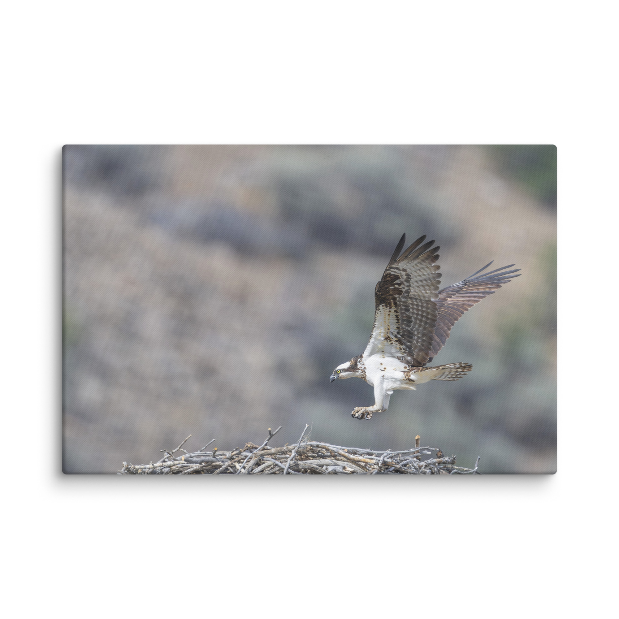 Osprey Landing on its nest! Canvas - Image 14