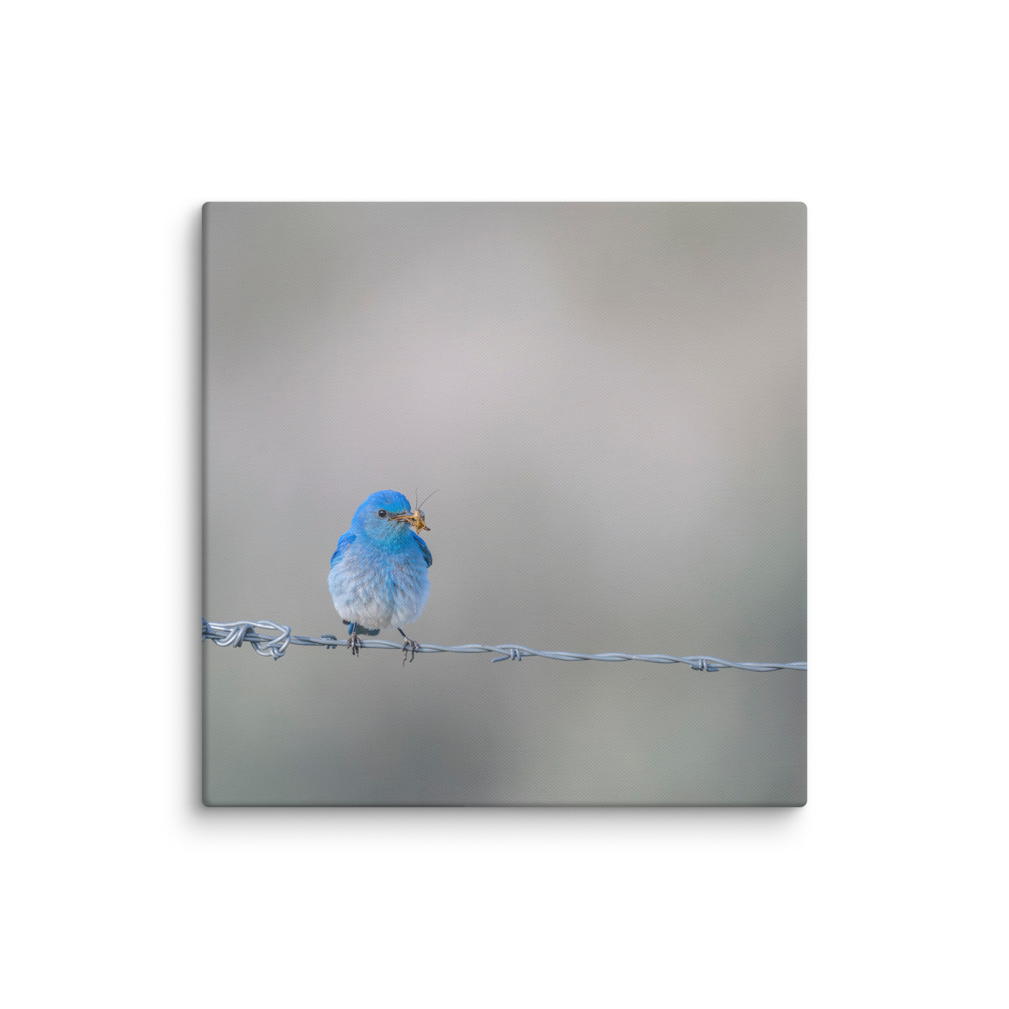 Mountain Blue Bird! Canvas - Image 14