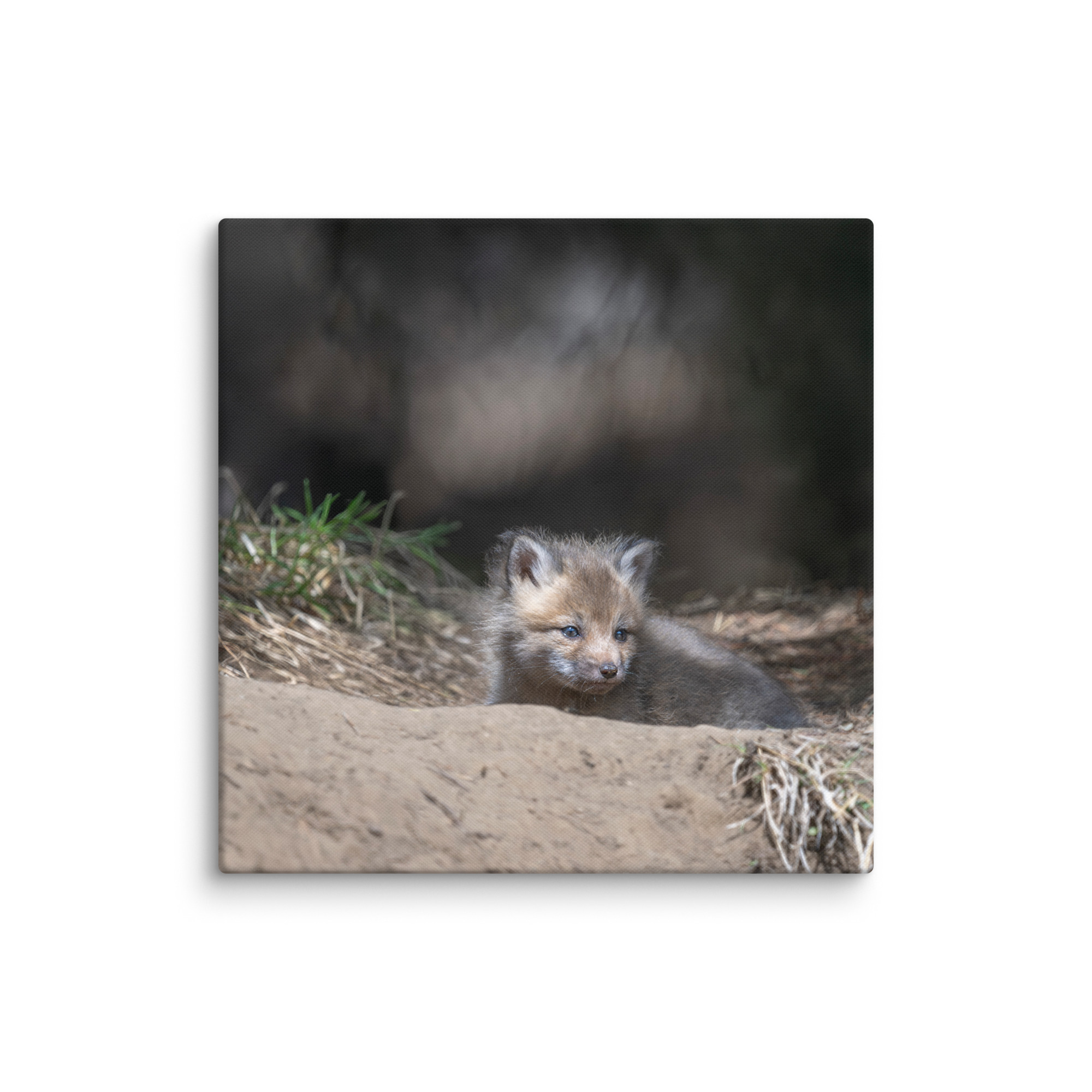 Baby Red fox waiting for Mom! Canvas - Image 15