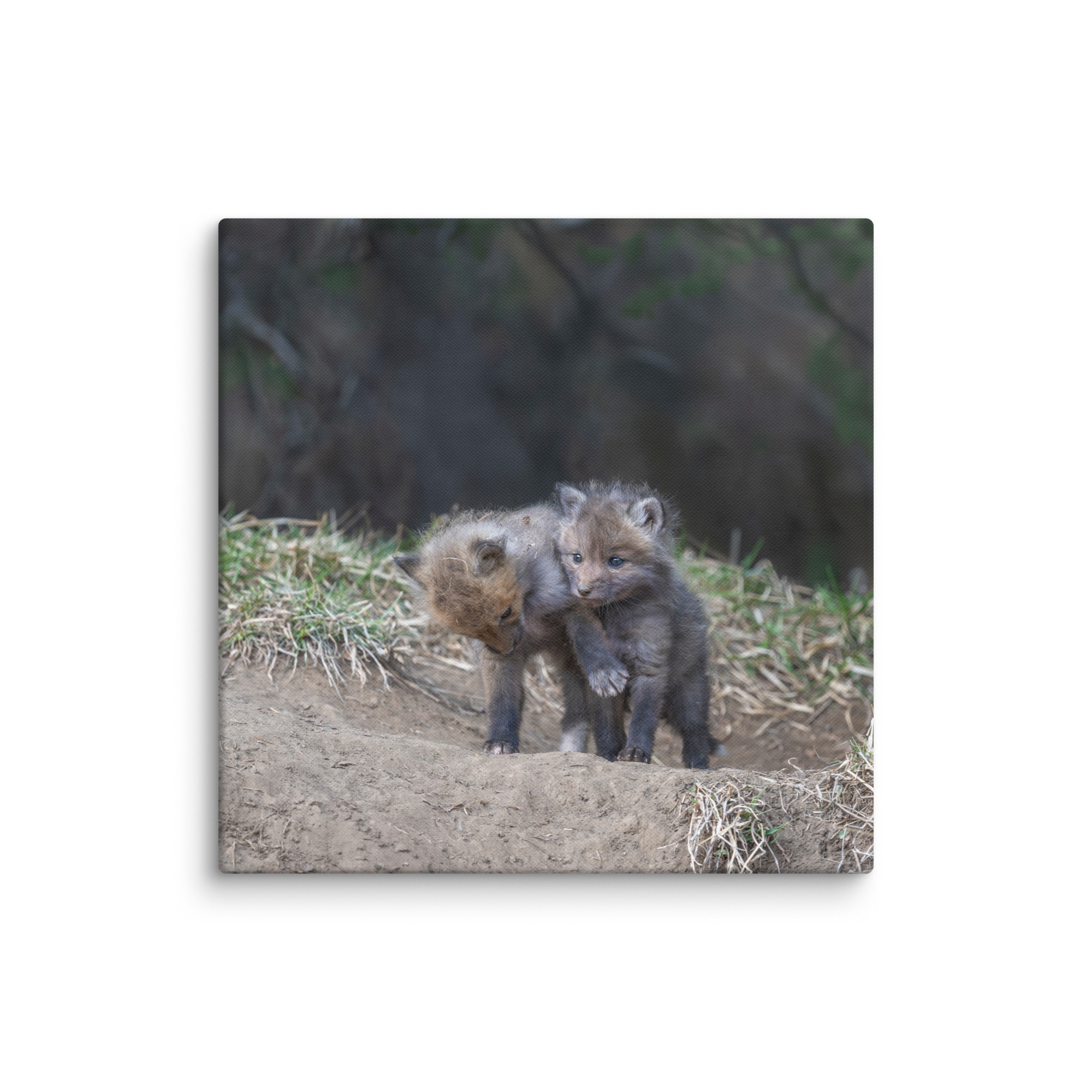 Brothers in Arms Red fox kits! Canvas - Image 15