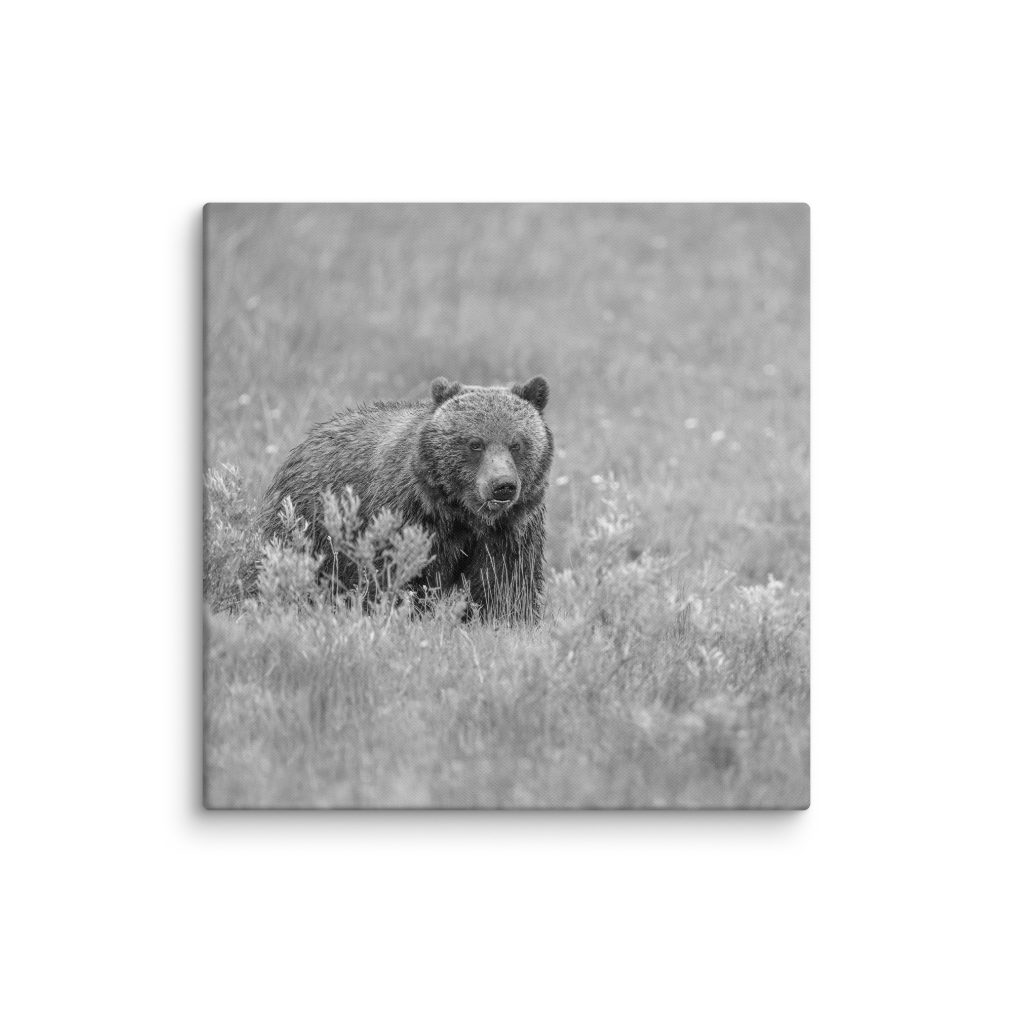 Hungry Grizzly in a Meadow! Monochrome Canvas - Image 15
