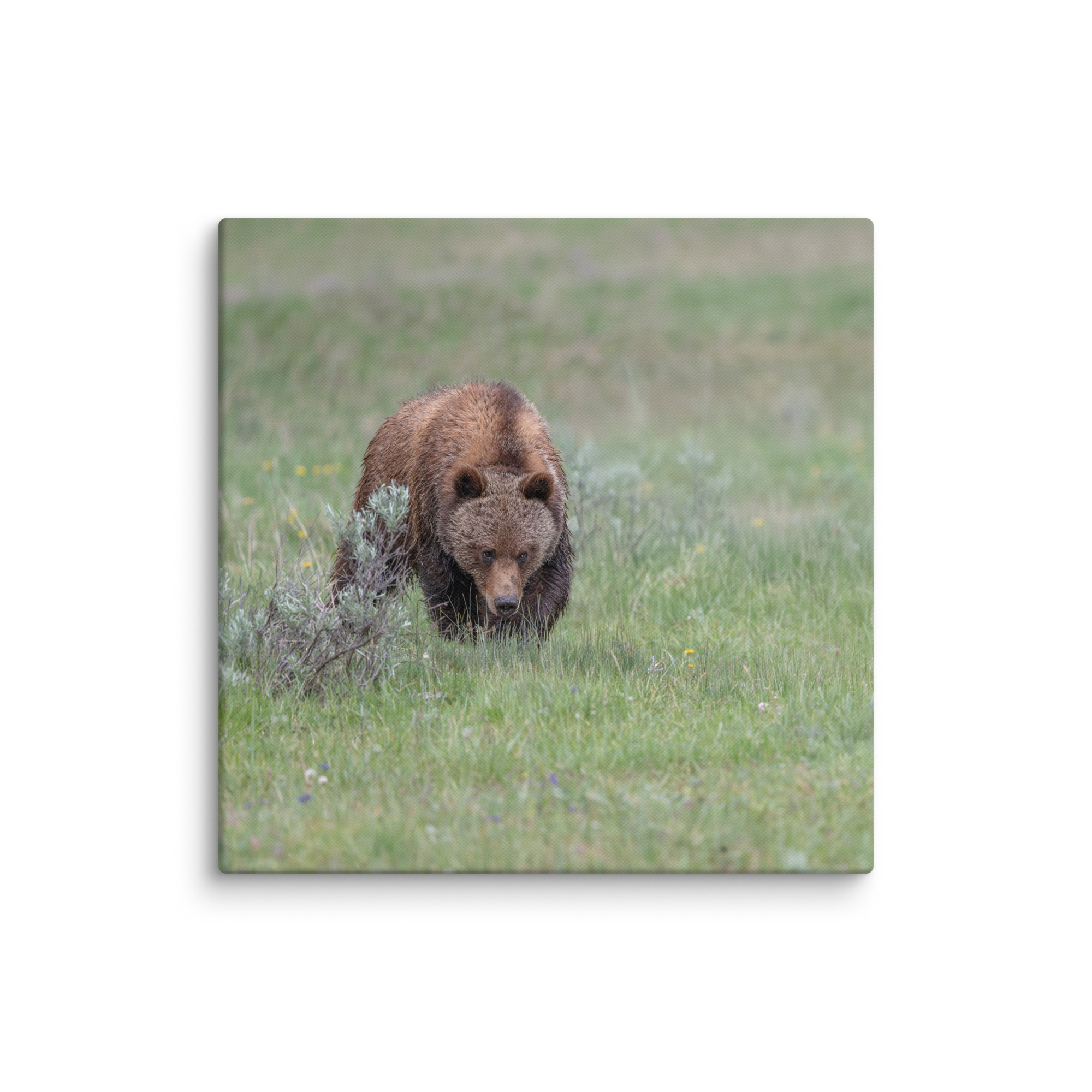 Grizzly Watching! Canvas - Image 16