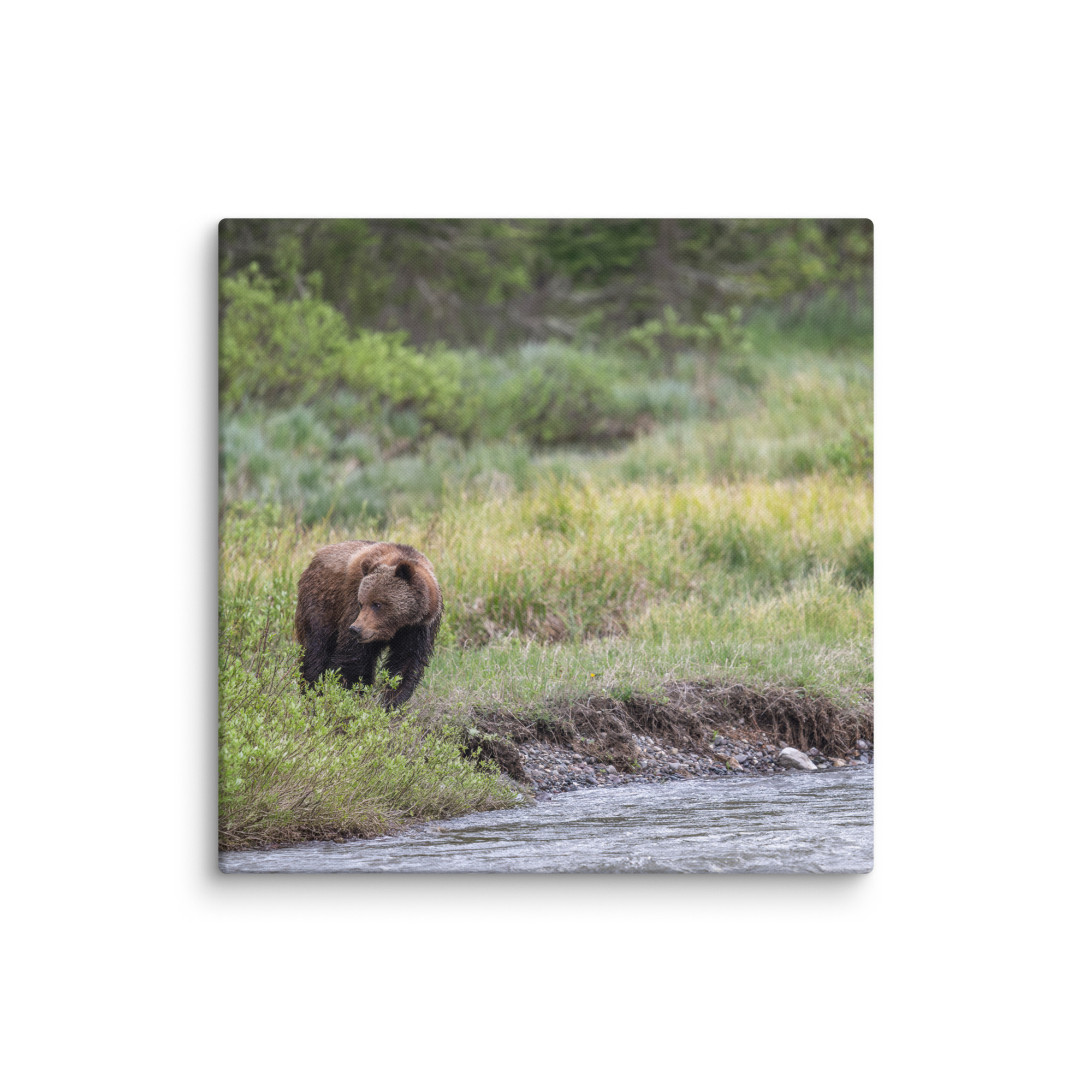 Grizzly getting read! Canvas - Image 15