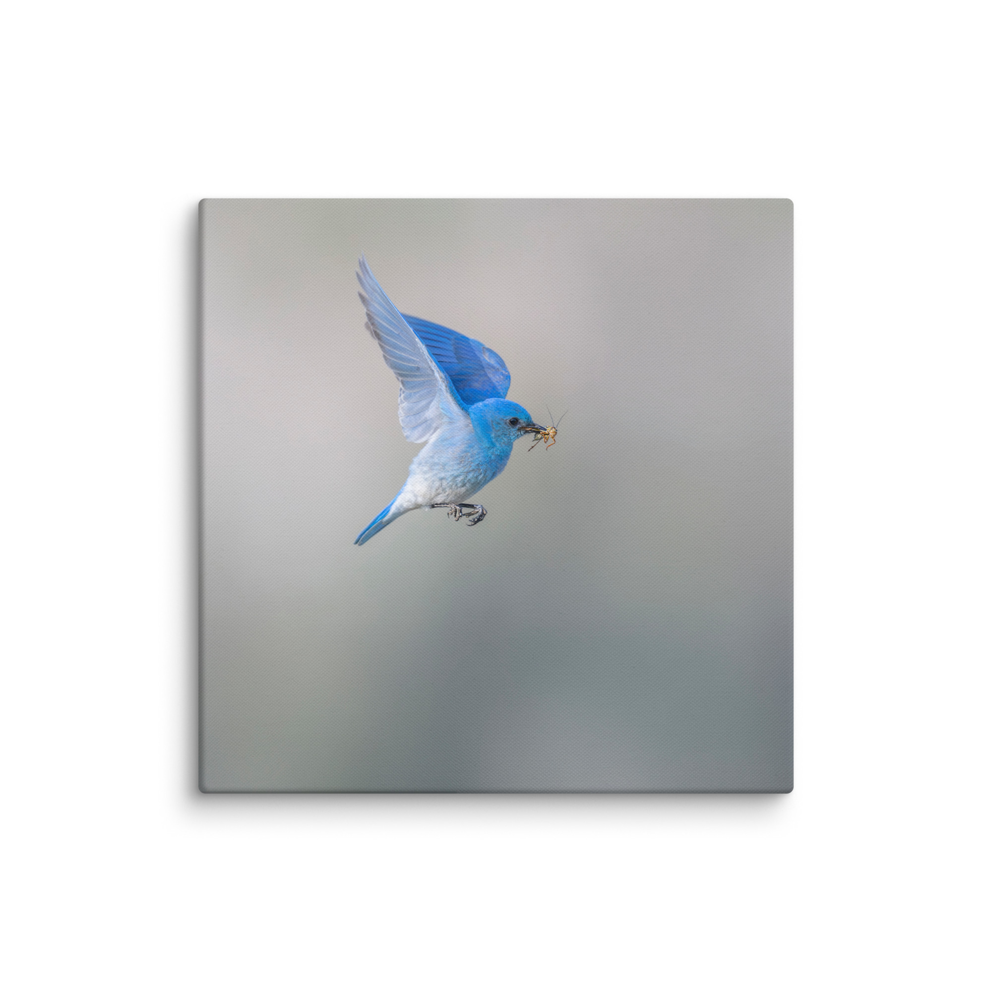 Mountain Bluebird with prey! Canvas - Image 14