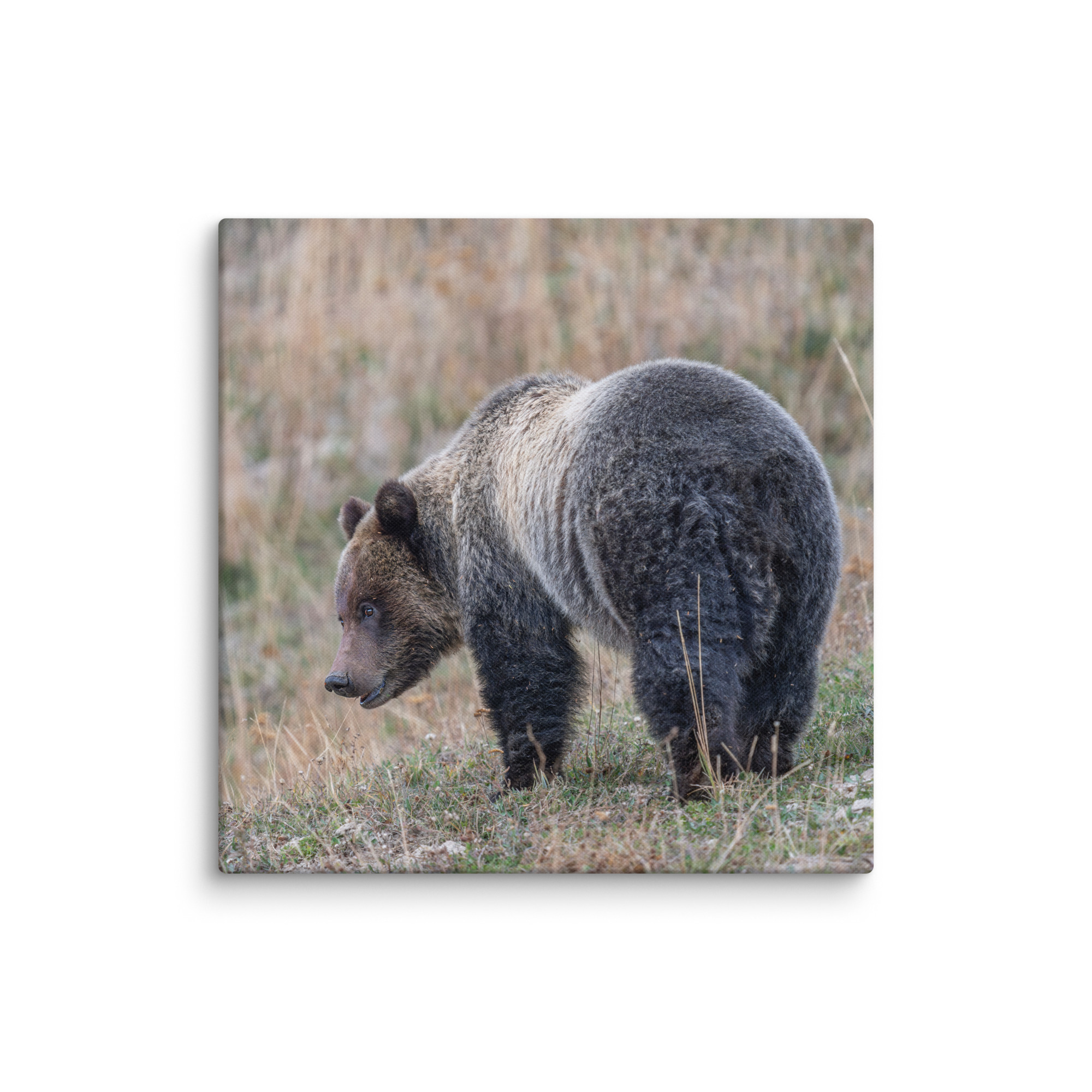 Grizzly of yellowstone! Canvas - Image 15