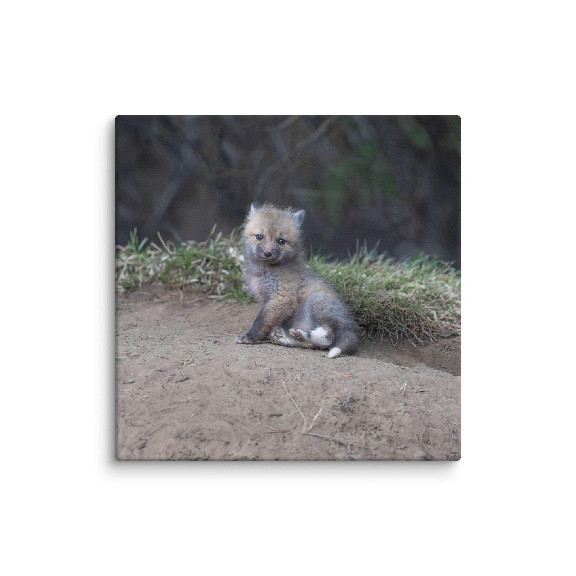 Guarding Den Baby Red fox!  Canvas - Image 15