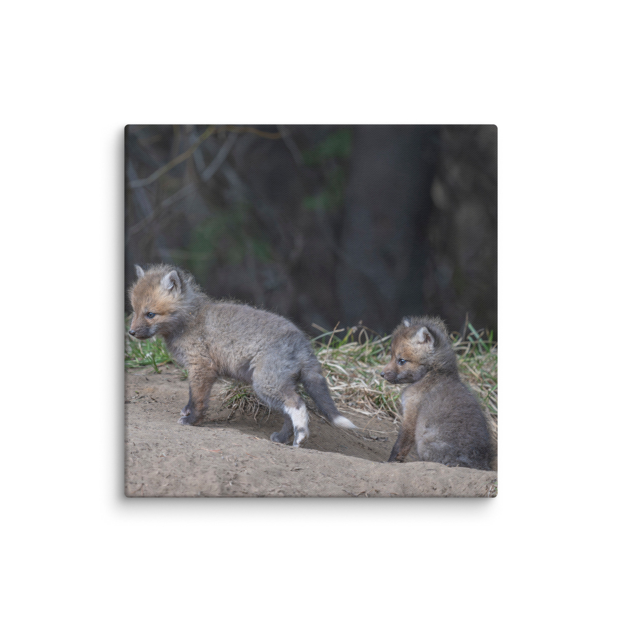 Play Time Baby Red fox! Canvas - Image 12