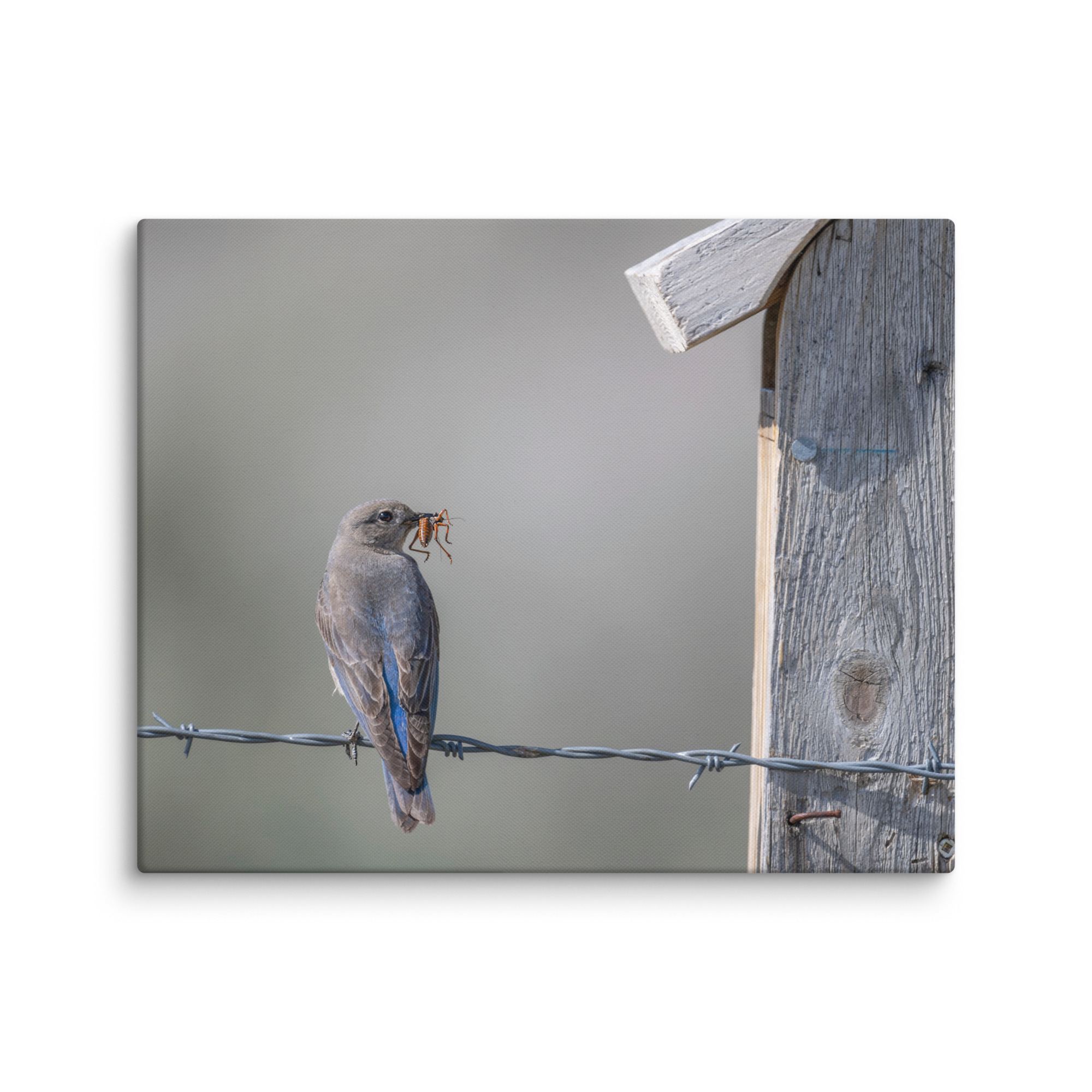 Mama Mountain bluebird with food! Canvas - Image 16